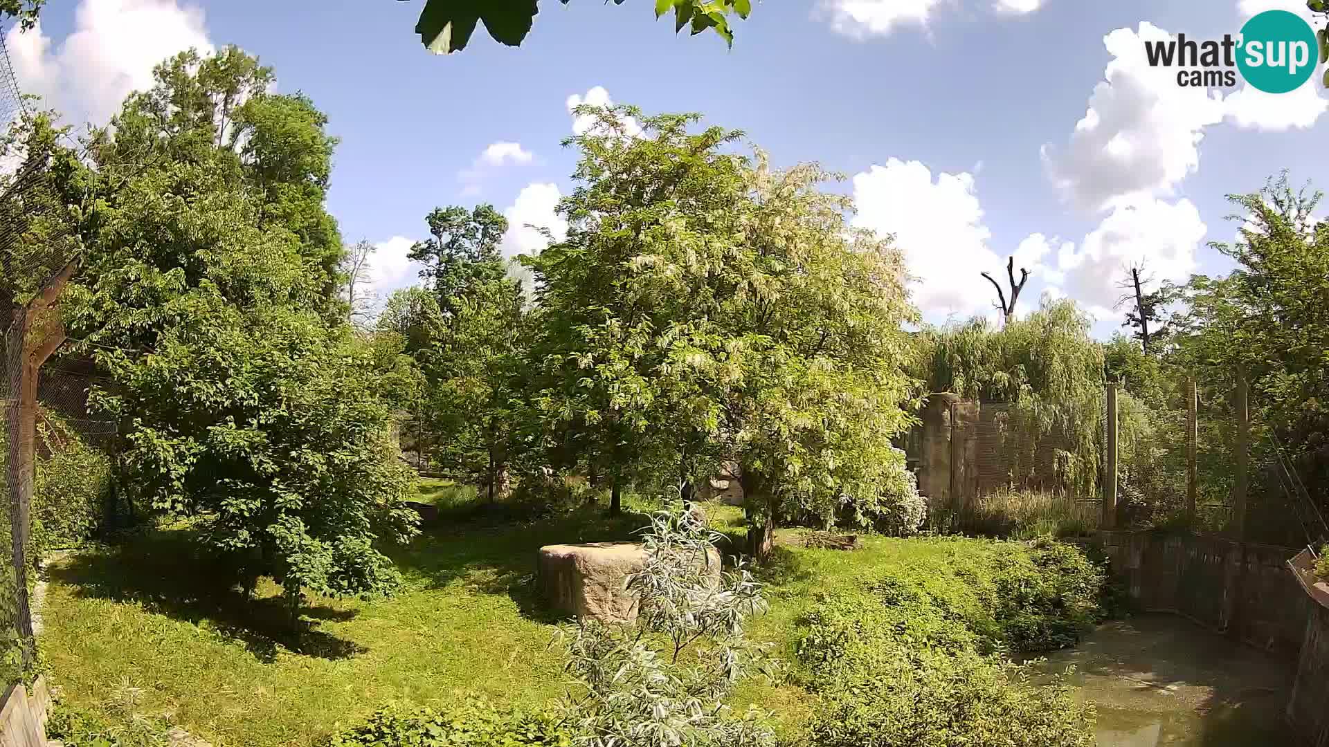 Spletna kamera Zoo Zagreb – Levi