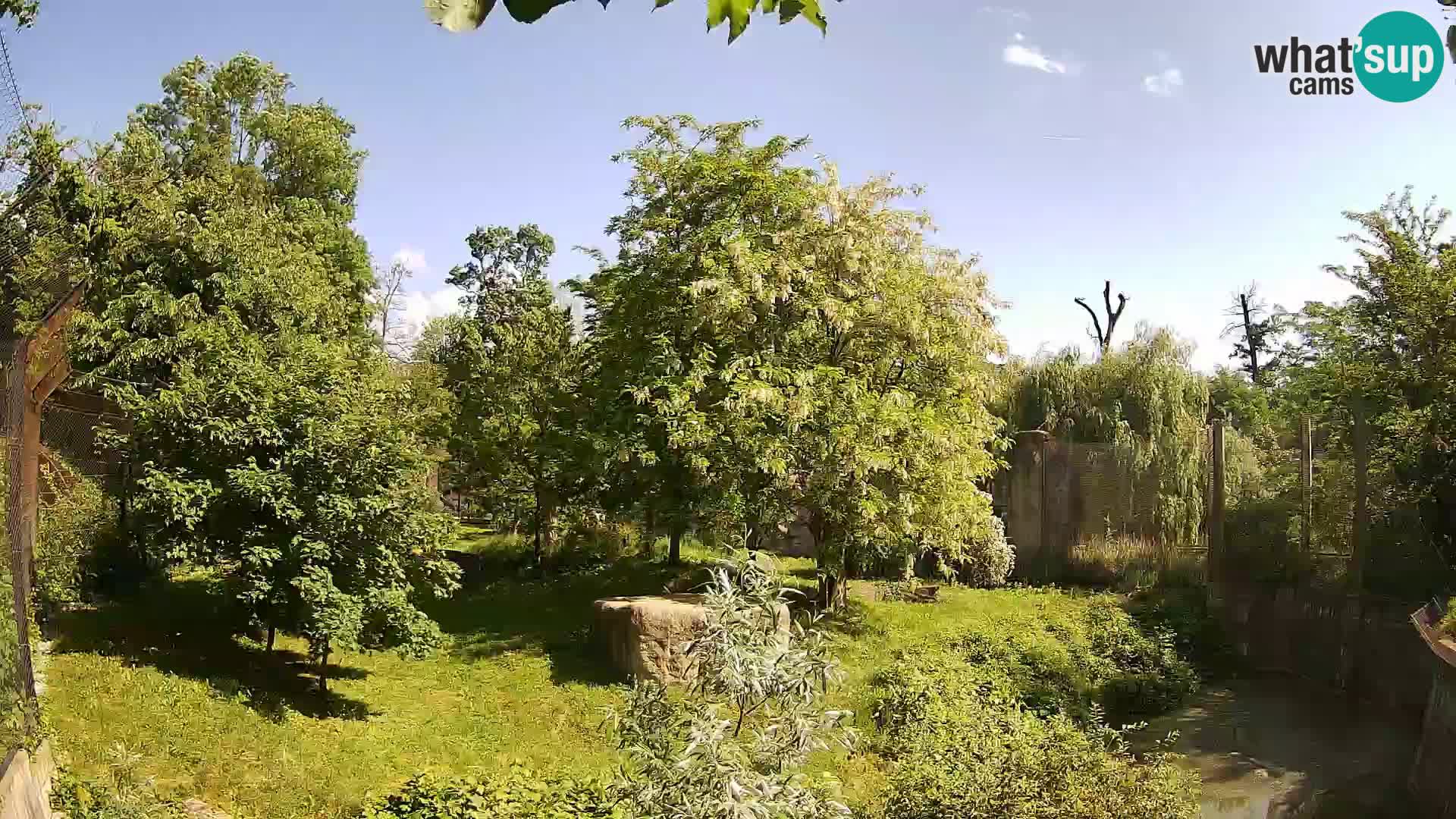 Zoo Zagreb – Lavovi