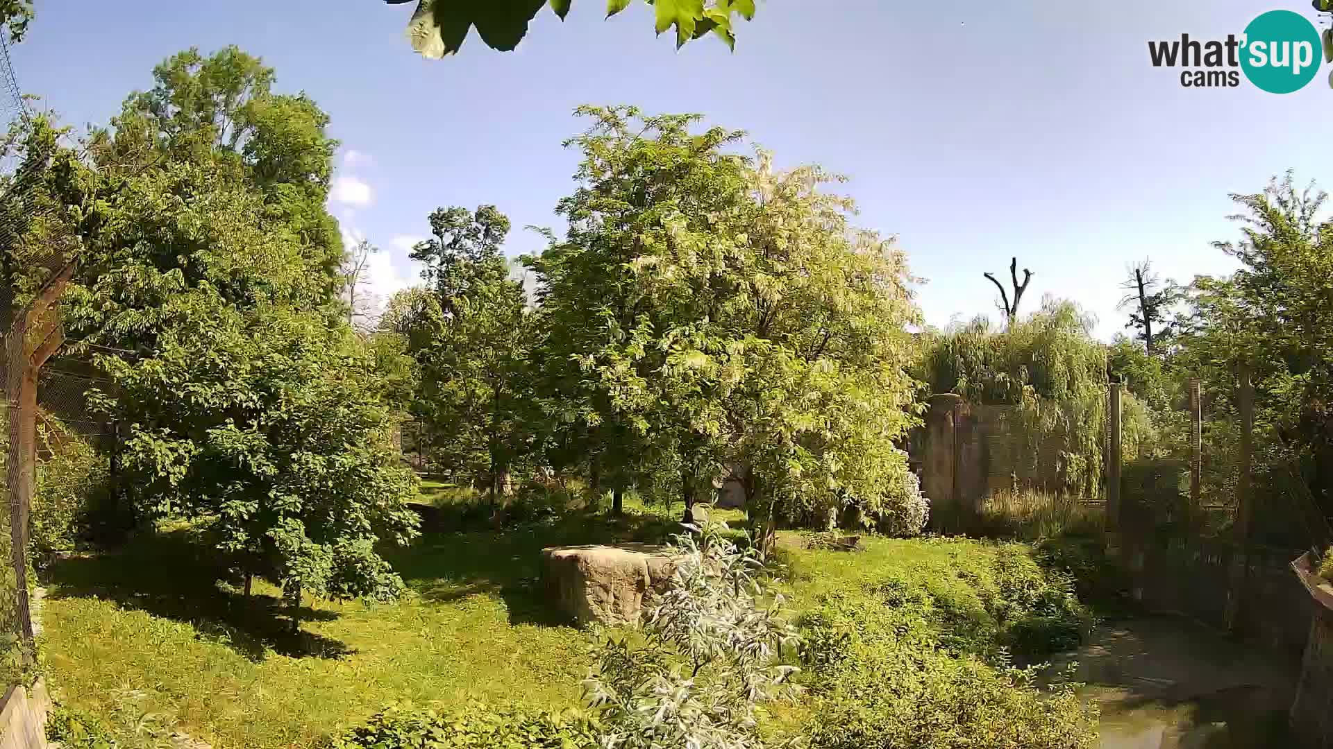 Zoo Zagreb – Lion