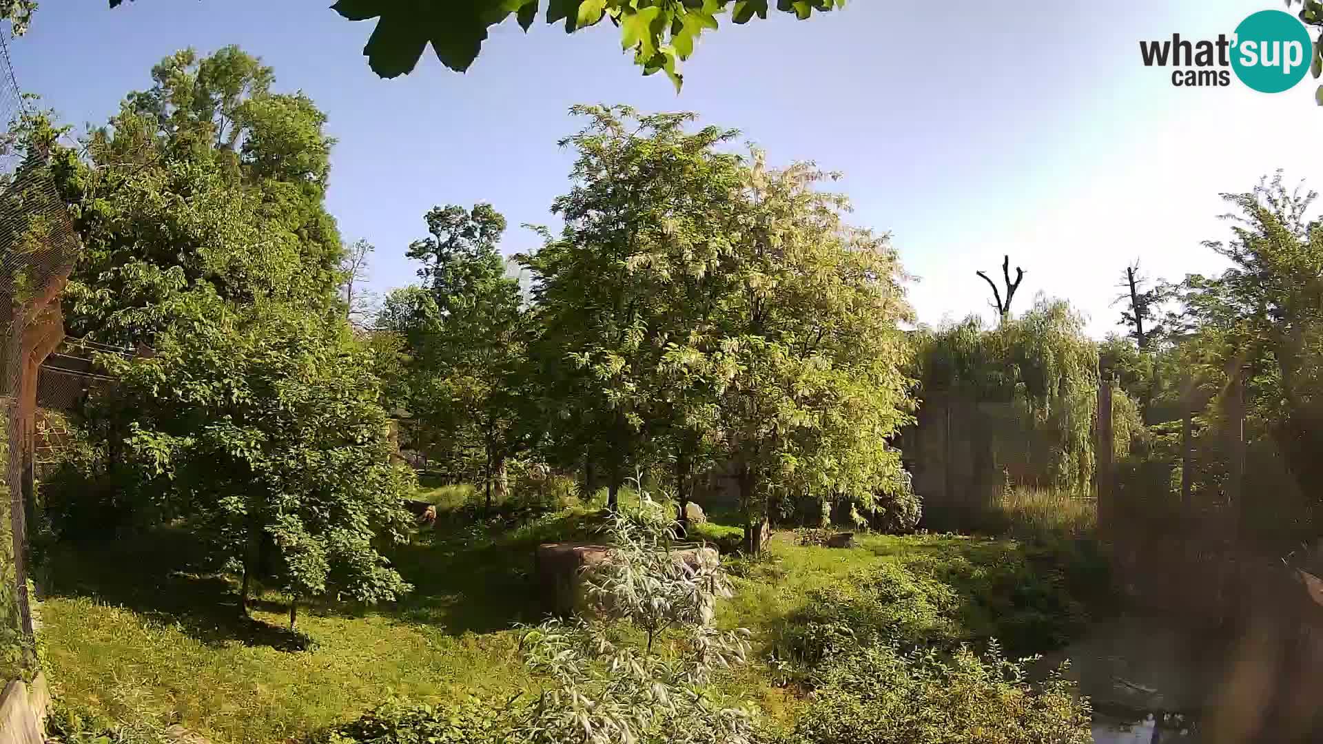 Zoo Zagreb – Lion