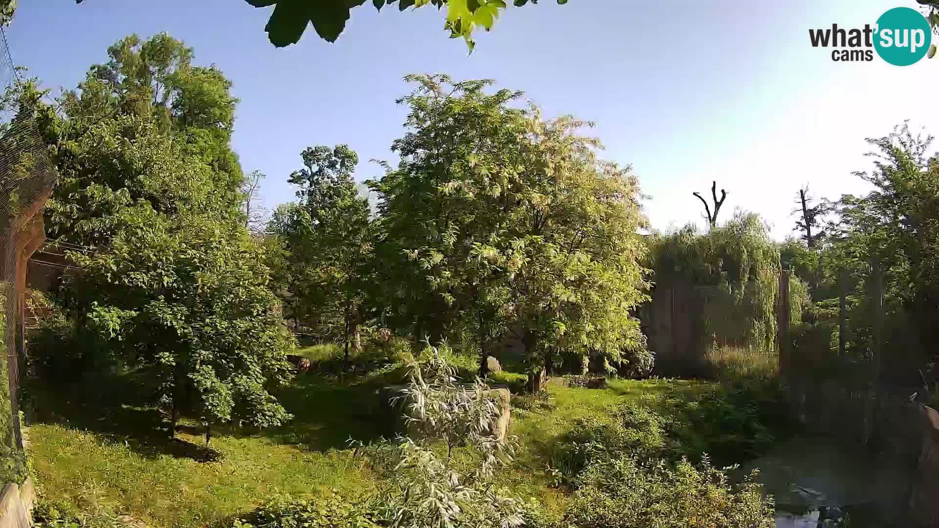 Zoo Zagreb – Lavovi