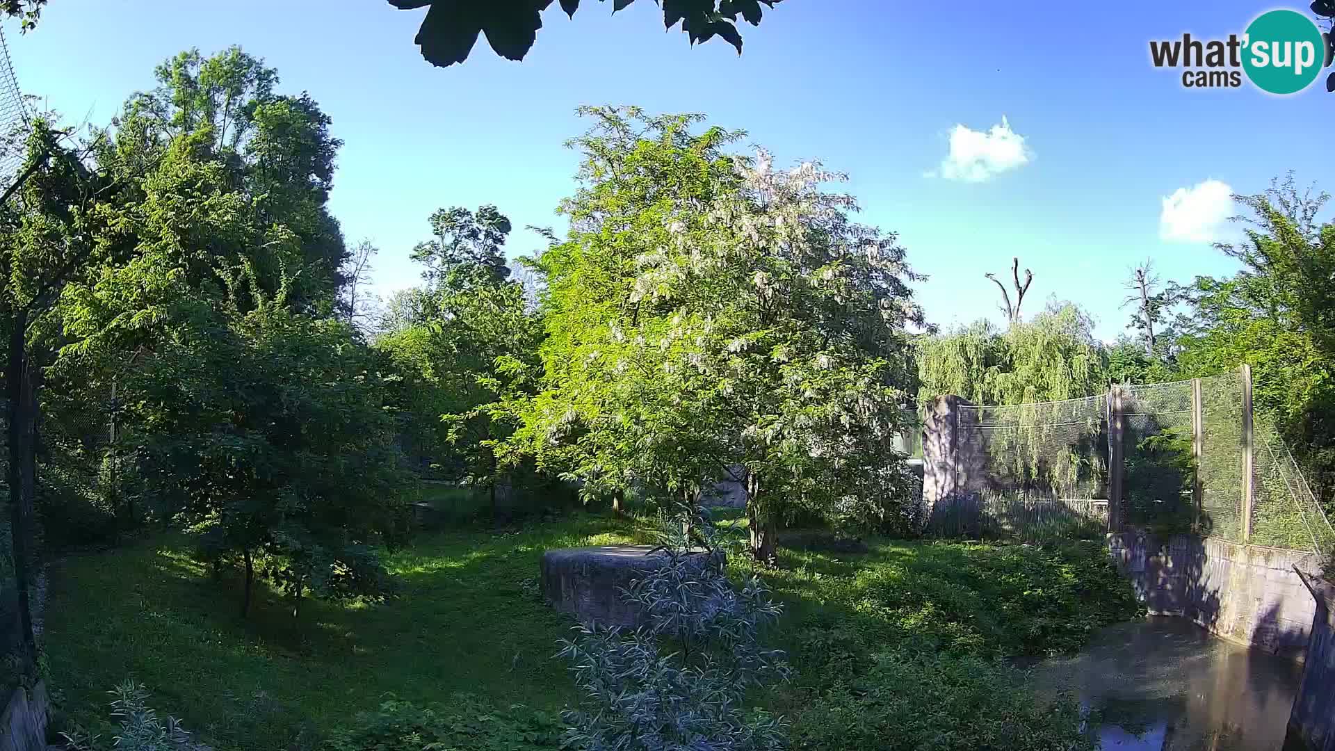 Zoo Zagreb – Löwen