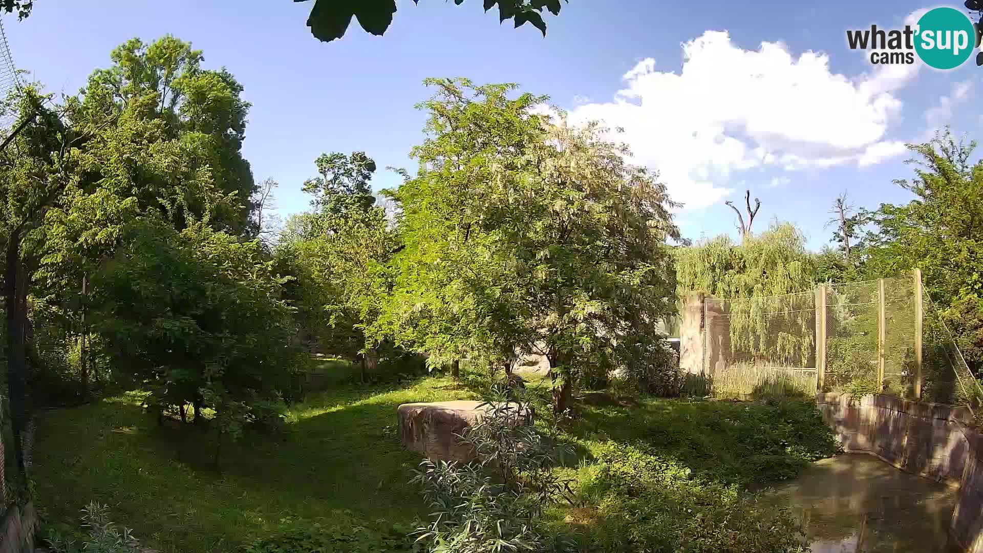 Zoo Zagreb – Lion
