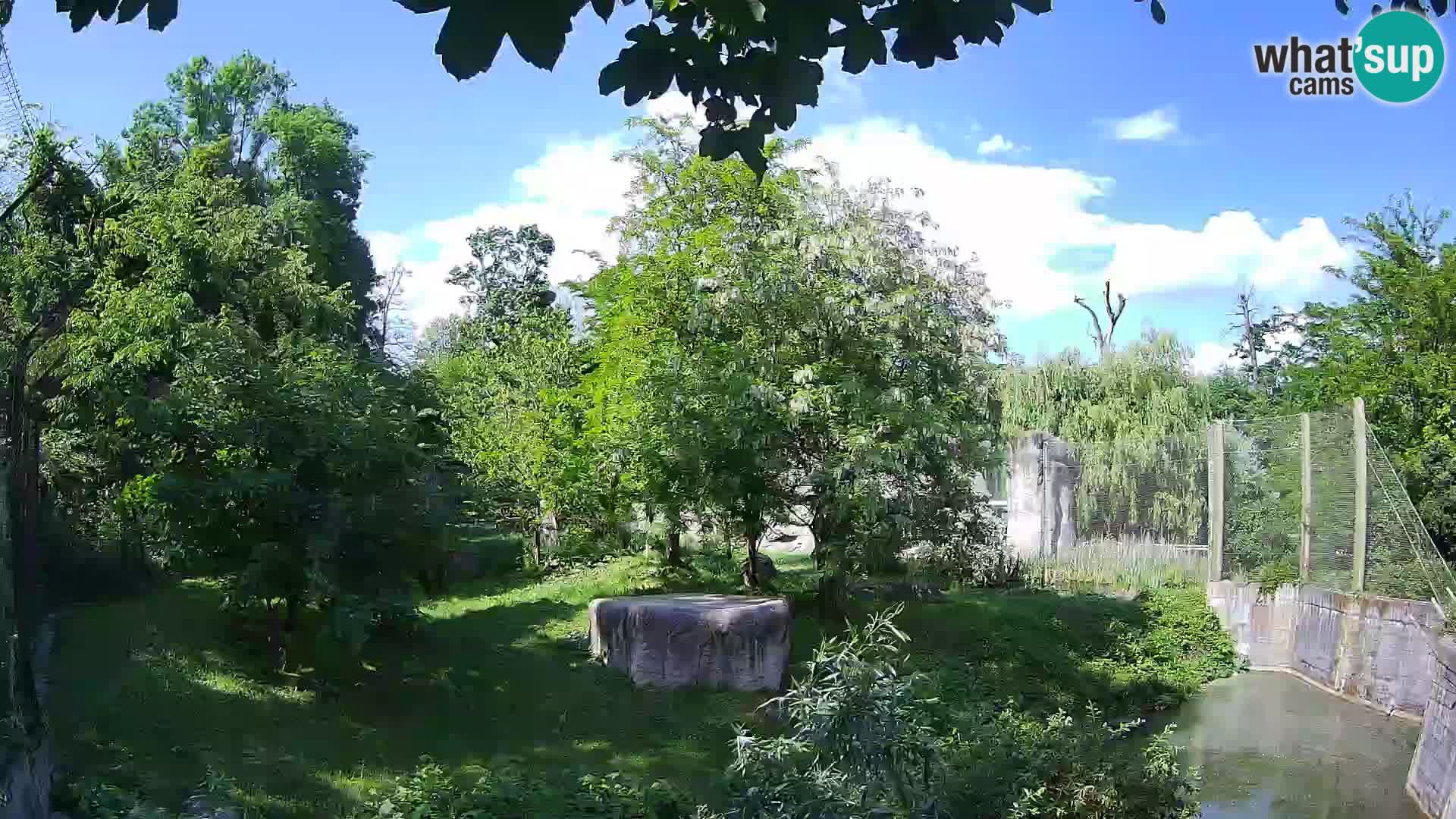 Spletna kamera Zoo Zagreb – Levi