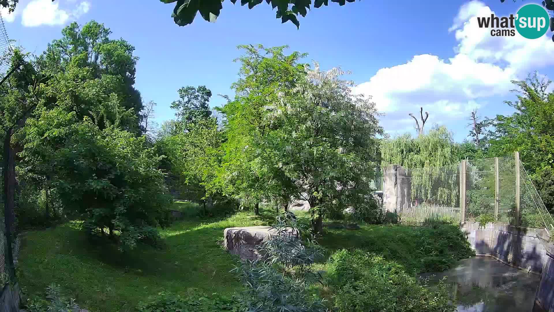 Spletna kamera Zoo Zagreb – Levi