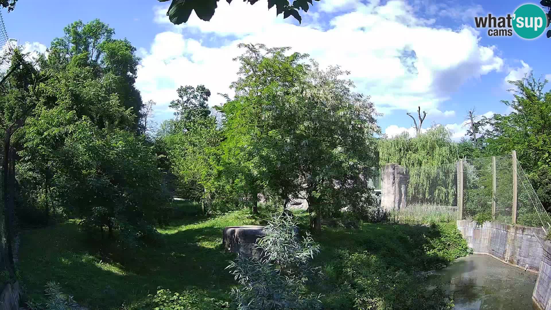 Zoo Zagreb – Lavovi