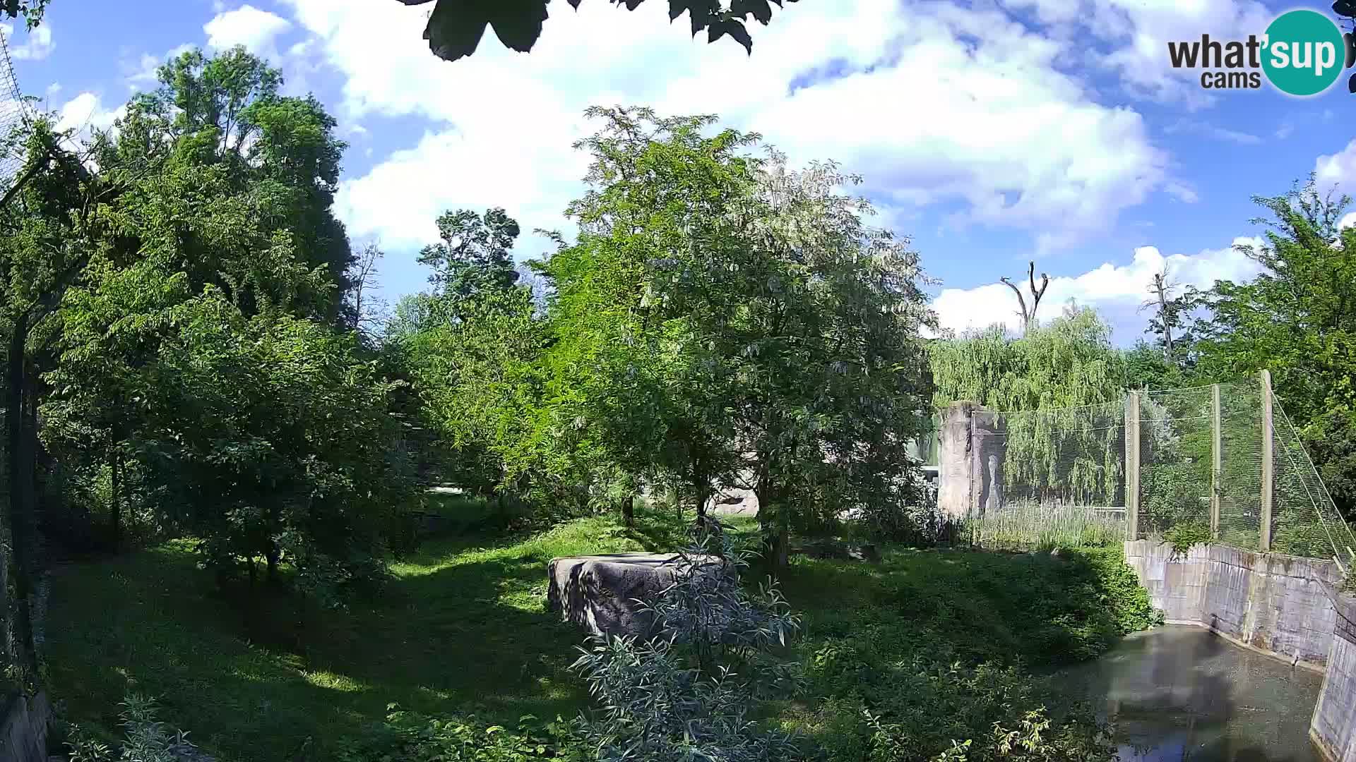 Zoo Zagreb – Leones