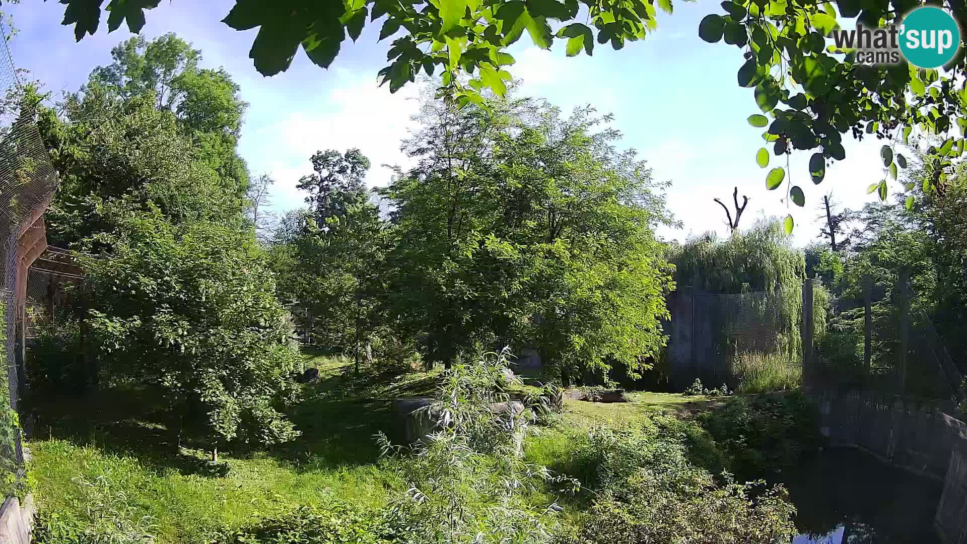 Zoo Zagreb – Leones