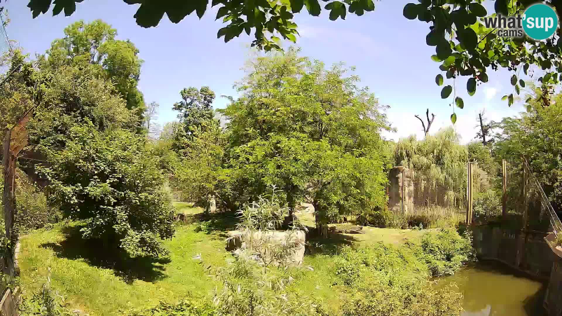 Zoo Zagreb – Löwen