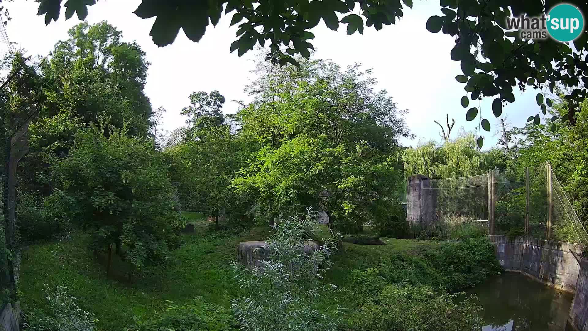 Zoo Zagreb – Lion