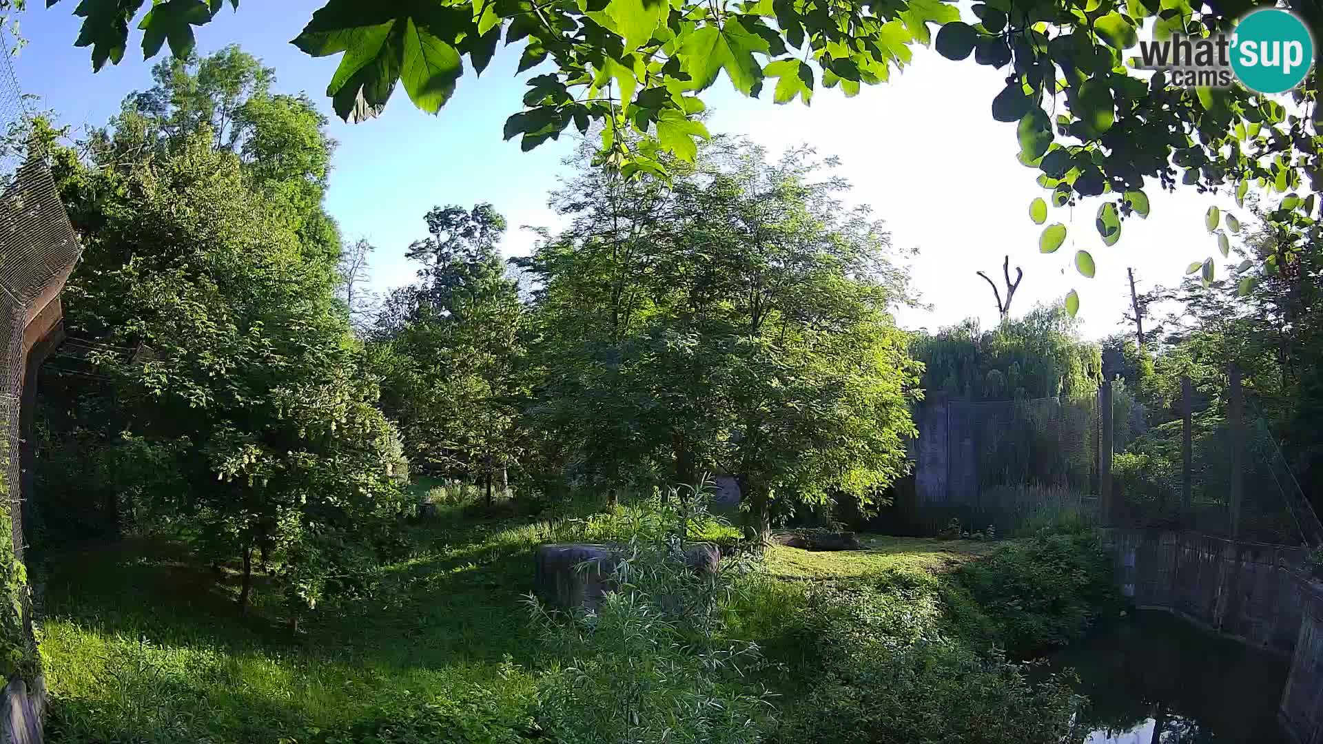 Spletna kamera Zoo Zagreb – Levi