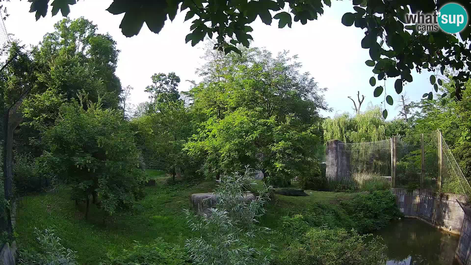 Zoo Zagreb – Lion