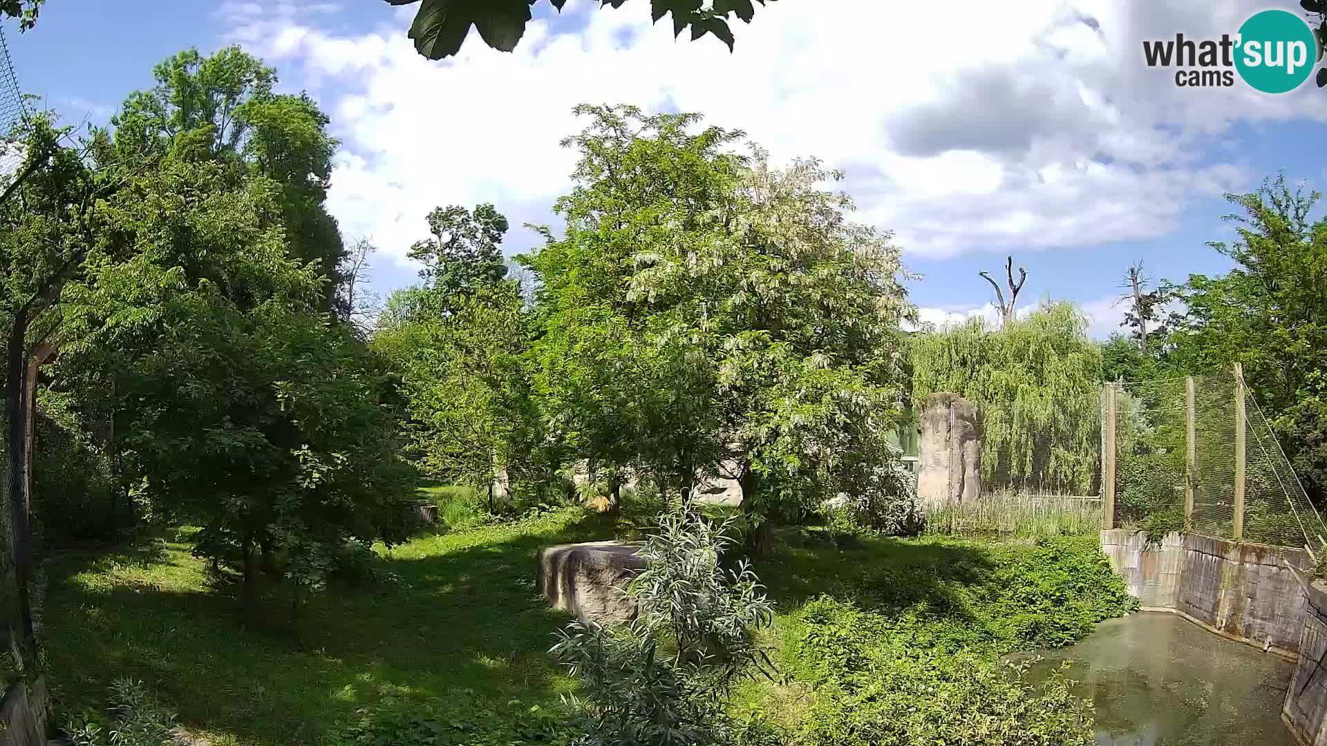 Spletna kamera Zoo Zagreb – Levi