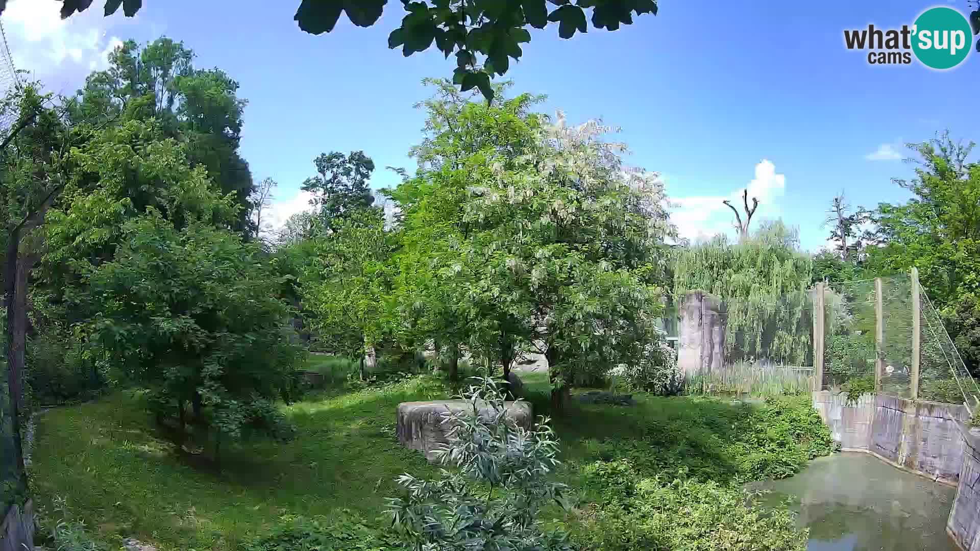 Spletna kamera Zoo Zagreb – Levi