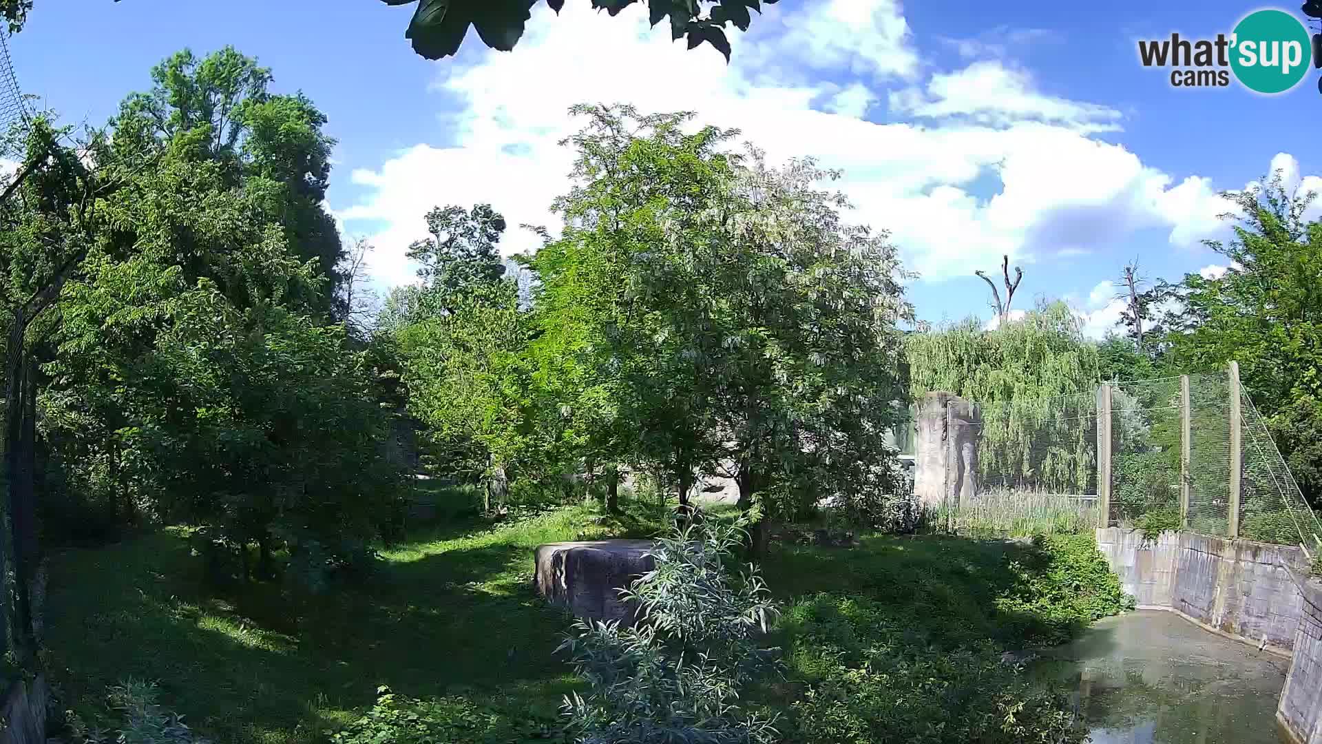 Zoo Zagreb – Leoni