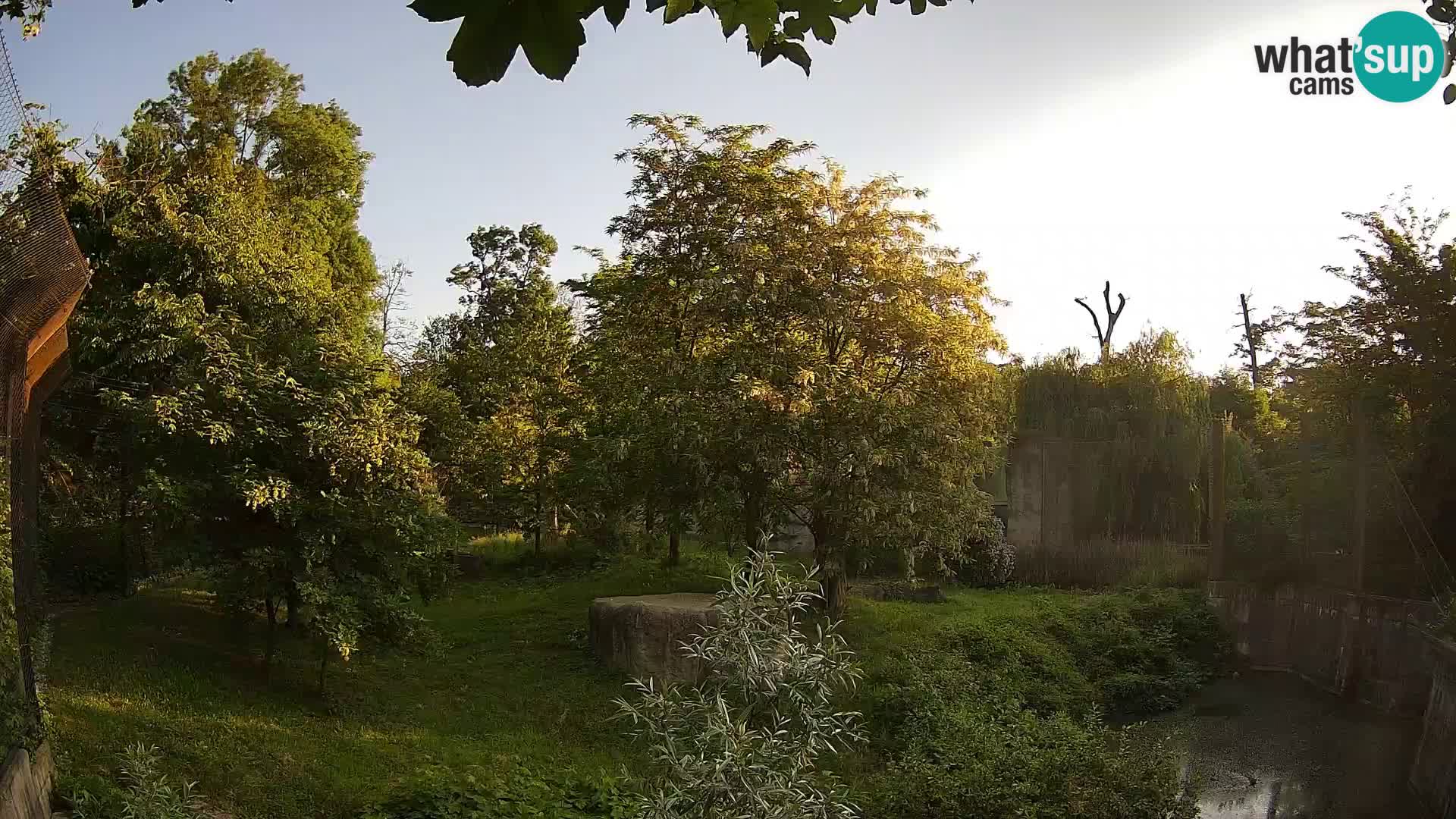 Zoo Zagreb – Lavovi