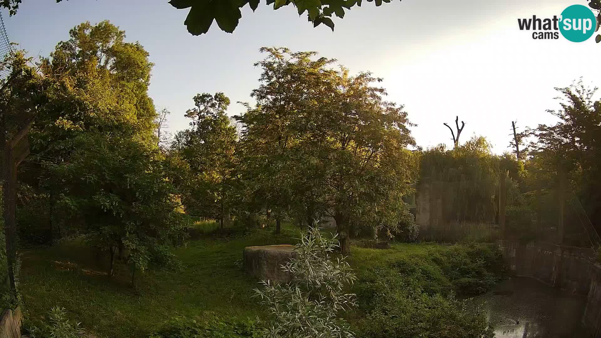 Spletna kamera Zoo Zagreb – Levi