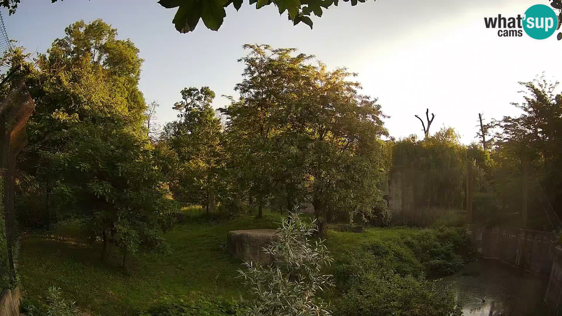 Zoo Zagreb – Lavovi