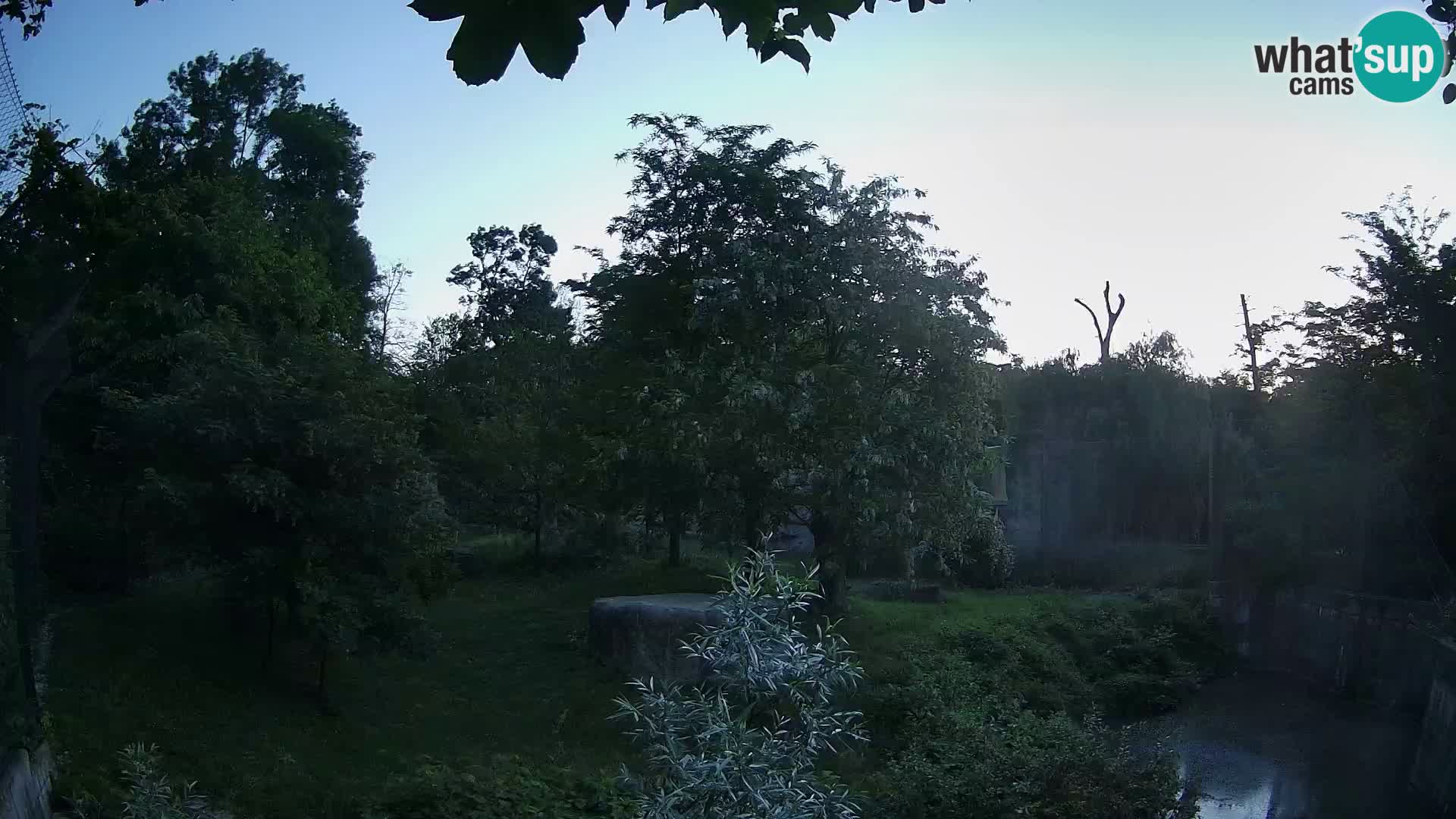 Spletna kamera Zoo Zagreb – Levi