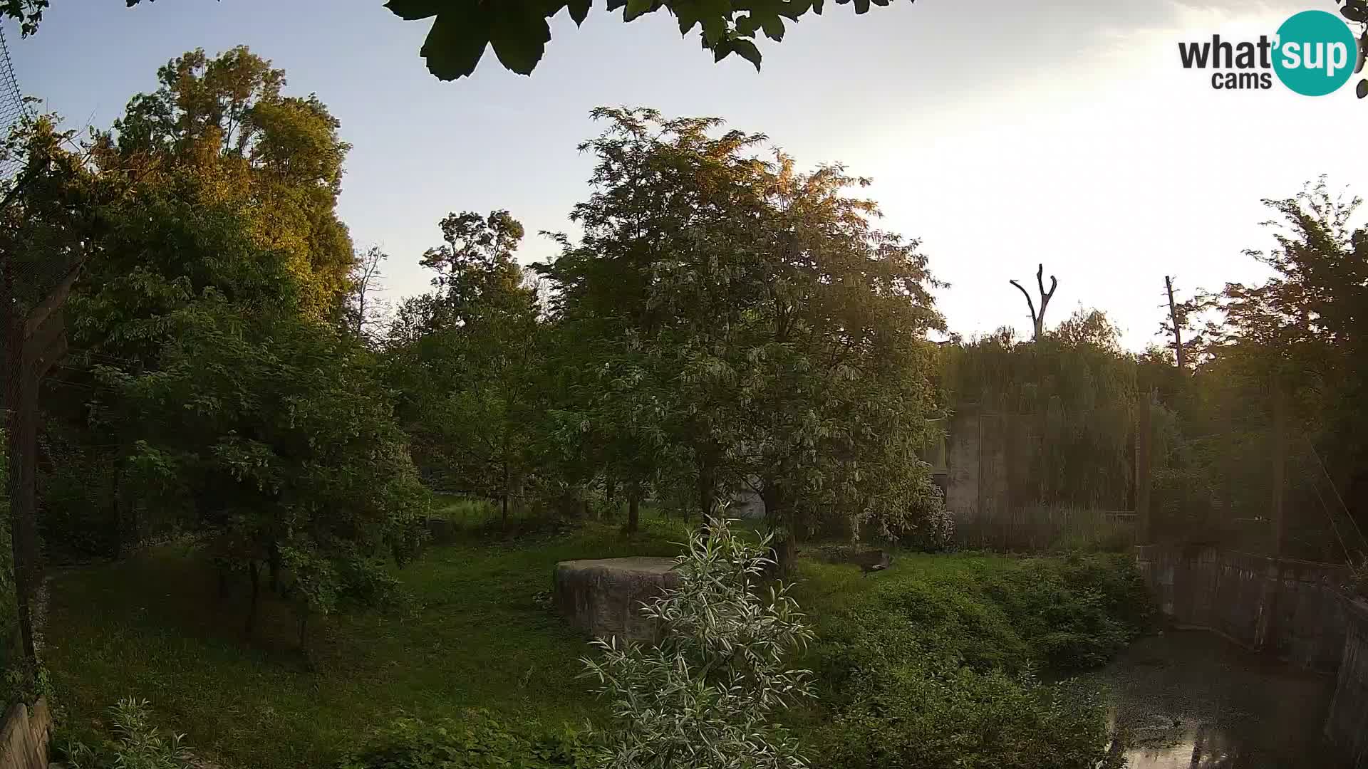 Spletna kamera Zoo Zagreb – Levi