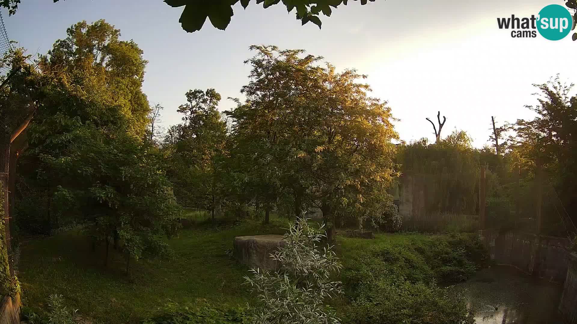 Spletna kamera Zoo Zagreb – Levi