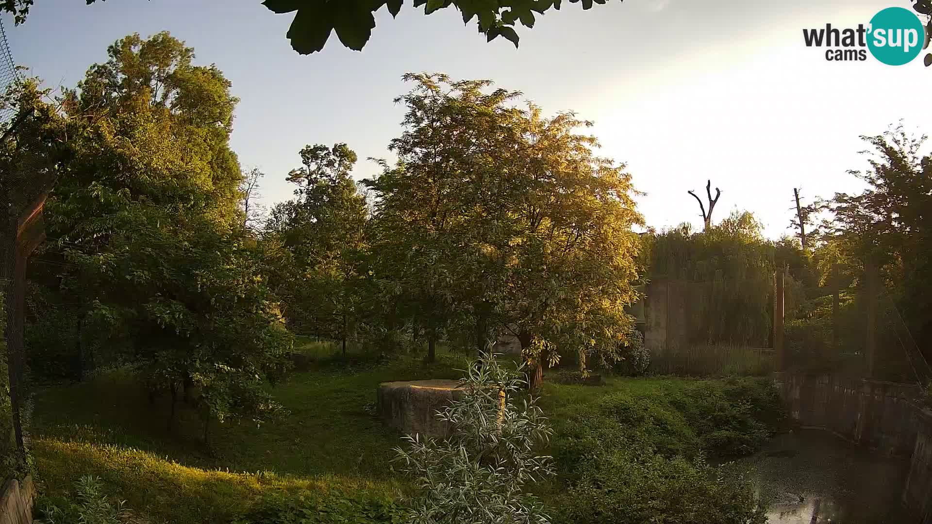 Spletna kamera Zoo Zagreb – Levi