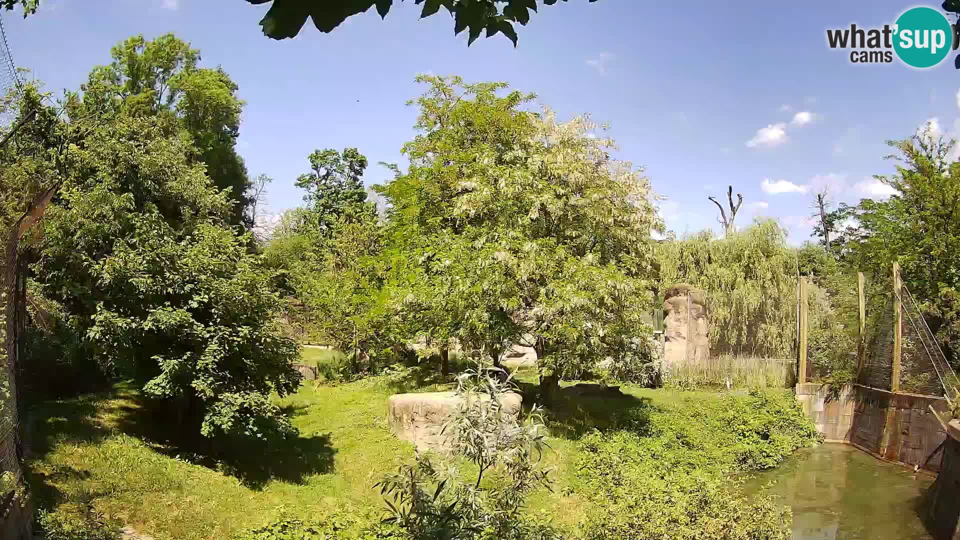 Spletna kamera Zoo Zagreb – Levi
