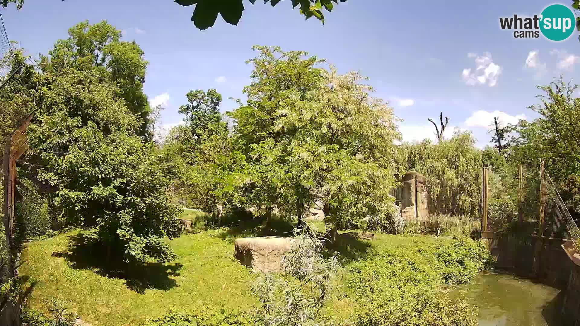 Zoo Zagreb – Lavovi