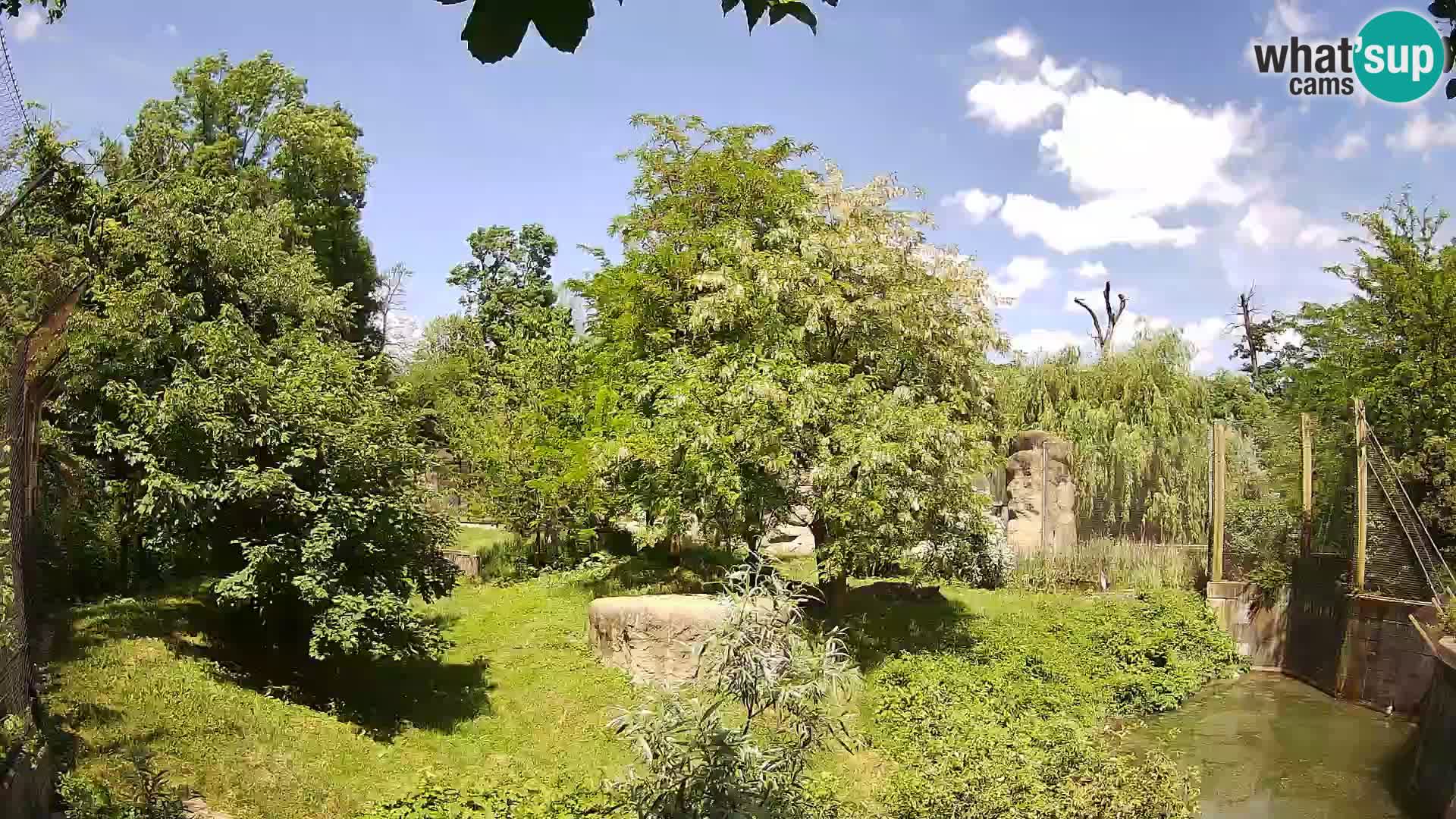 Spletna kamera Zoo Zagreb – Levi