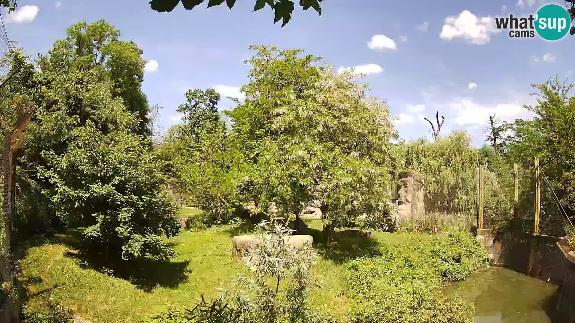 Spletna kamera Zoo Zagreb – Levi