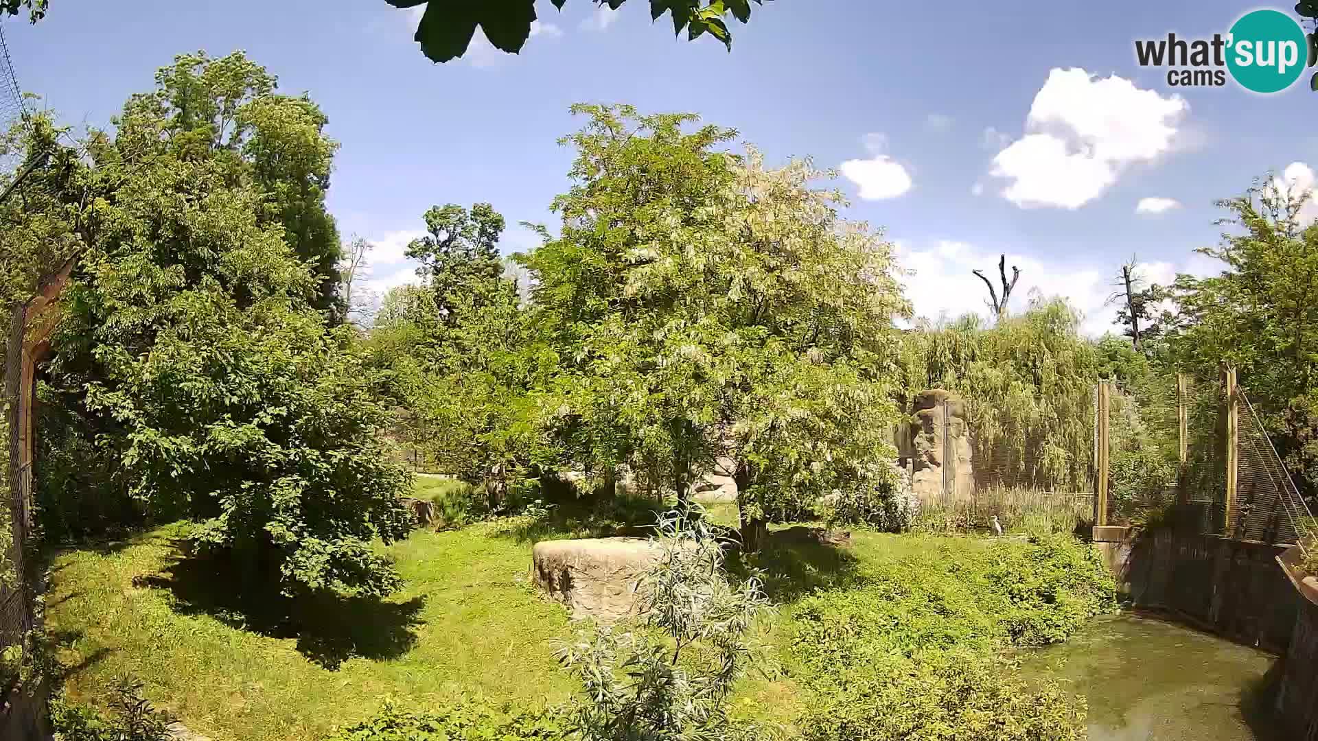 Zoo Zagreb – Leones