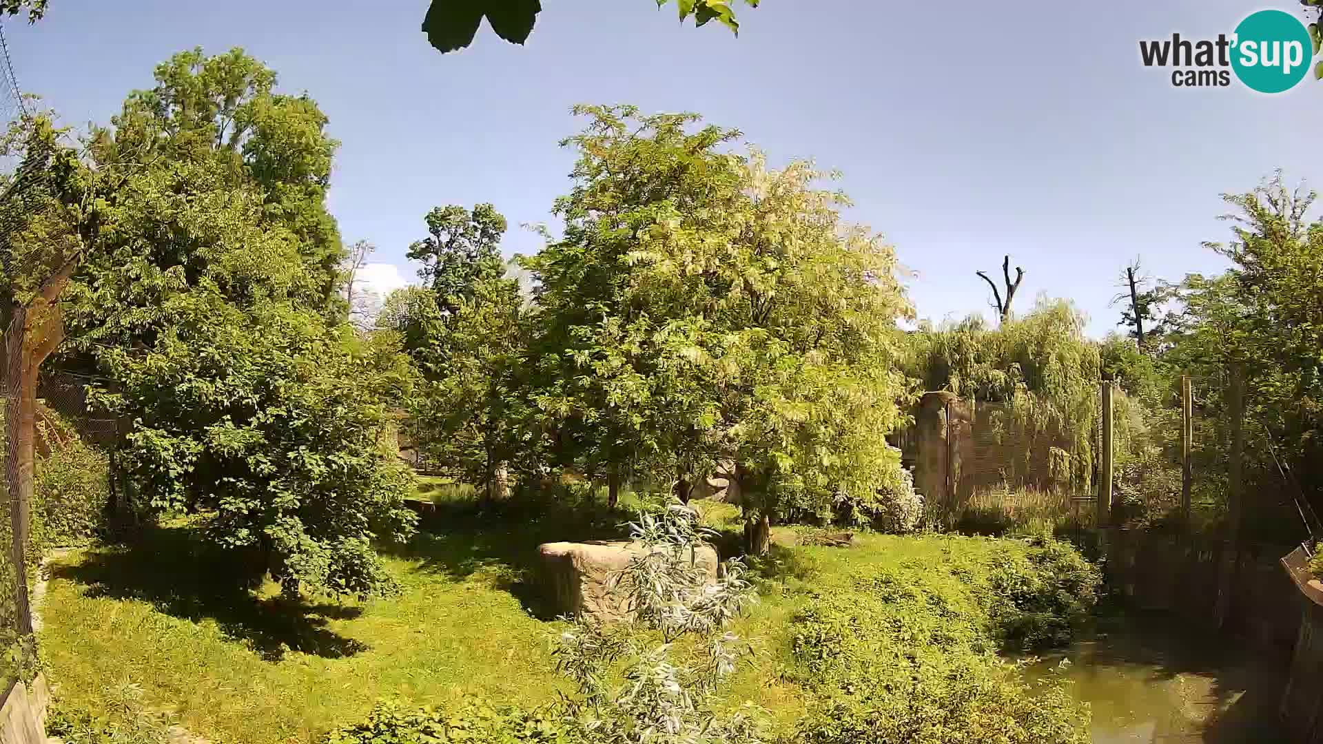 Spletna kamera Zoo Zagreb – Levi