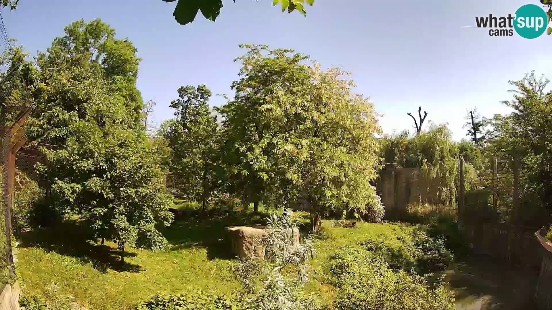 Spletna kamera Zoo Zagreb – Levi