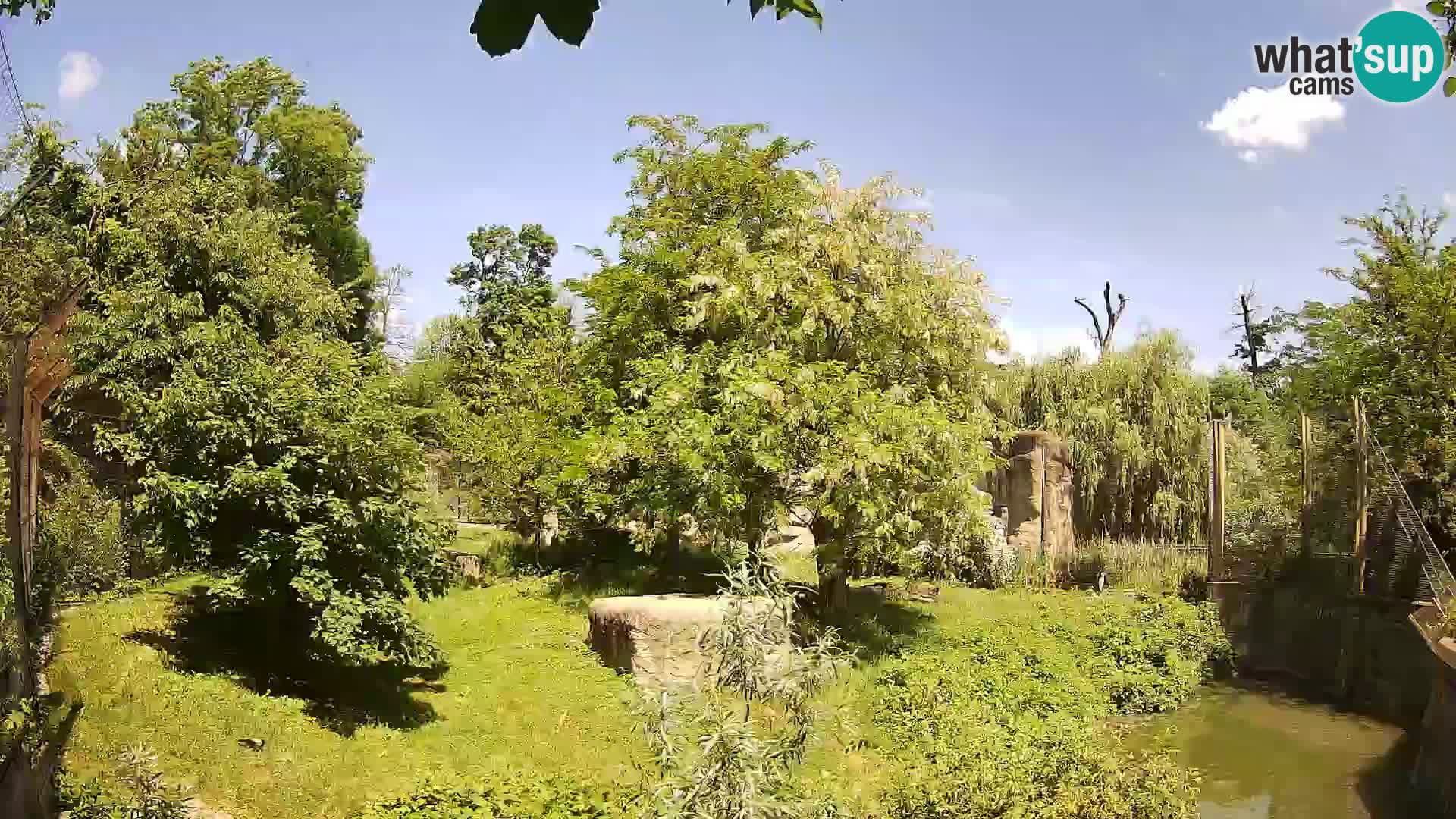 Spletna kamera Zoo Zagreb – Levi