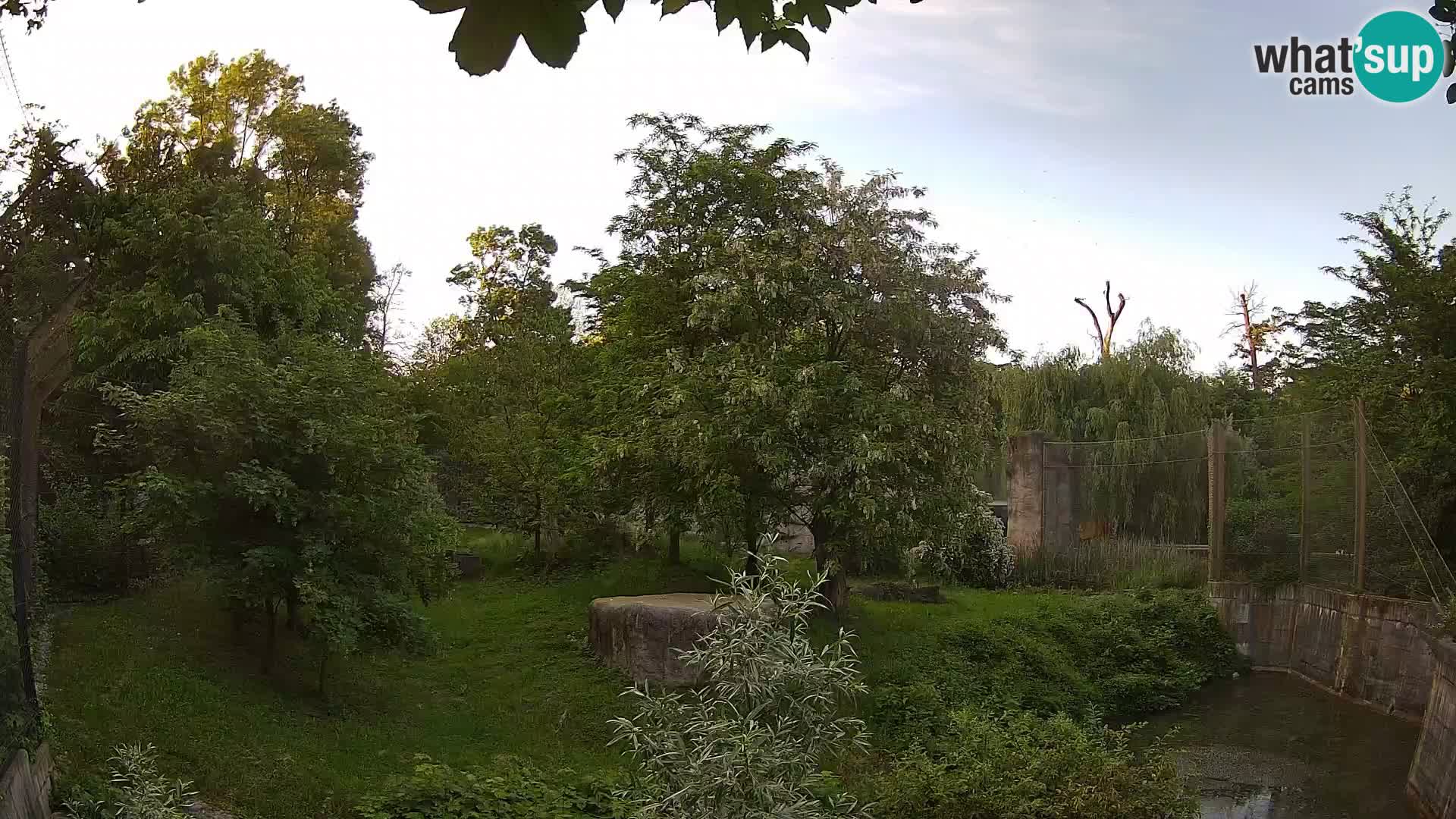 Zoo Zagreb – Lavovi
