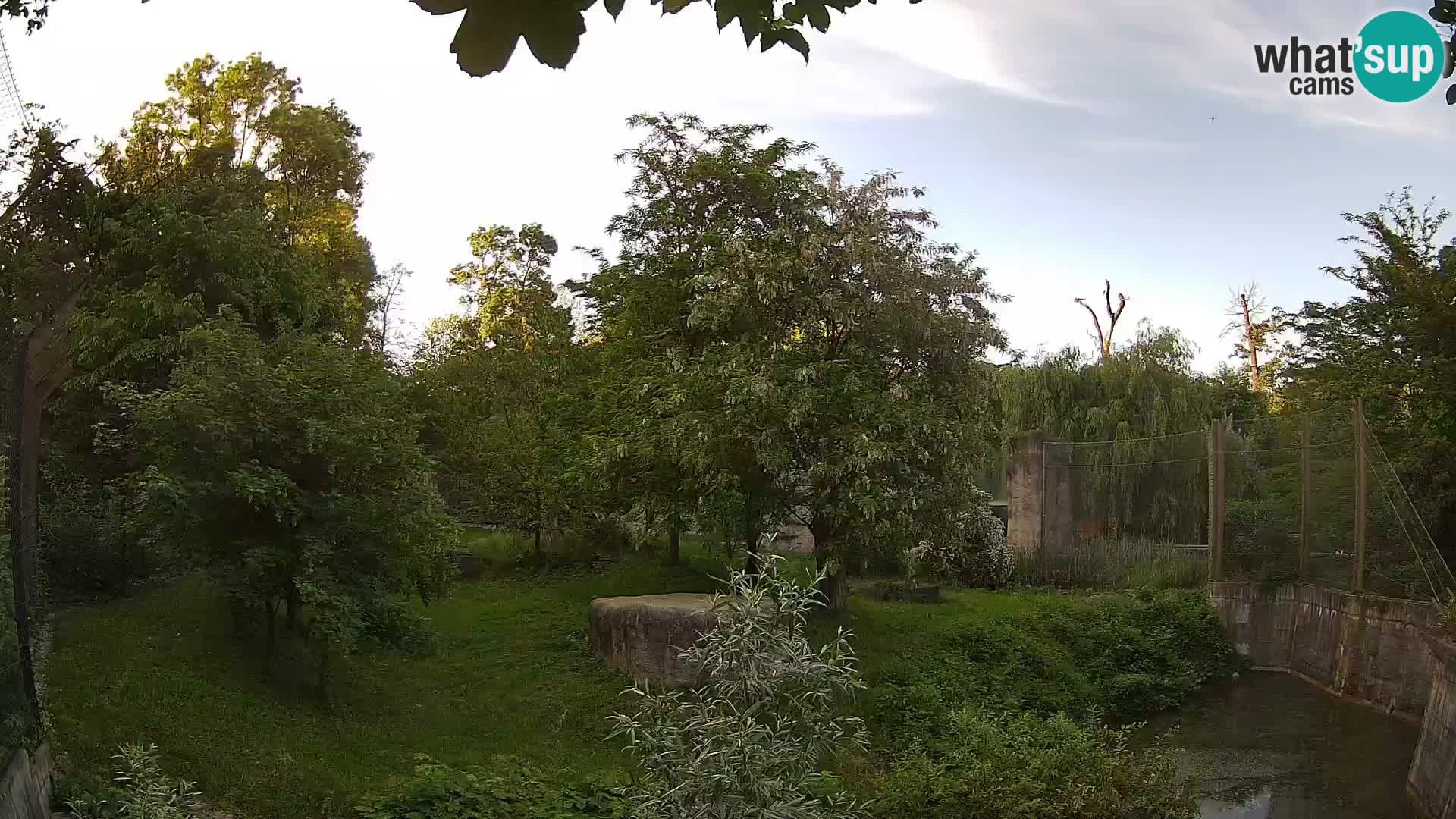 Zoo Zagreb – Leones