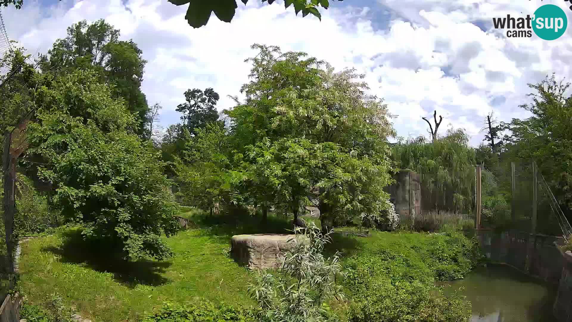 Zoo Zagreb – Löwen