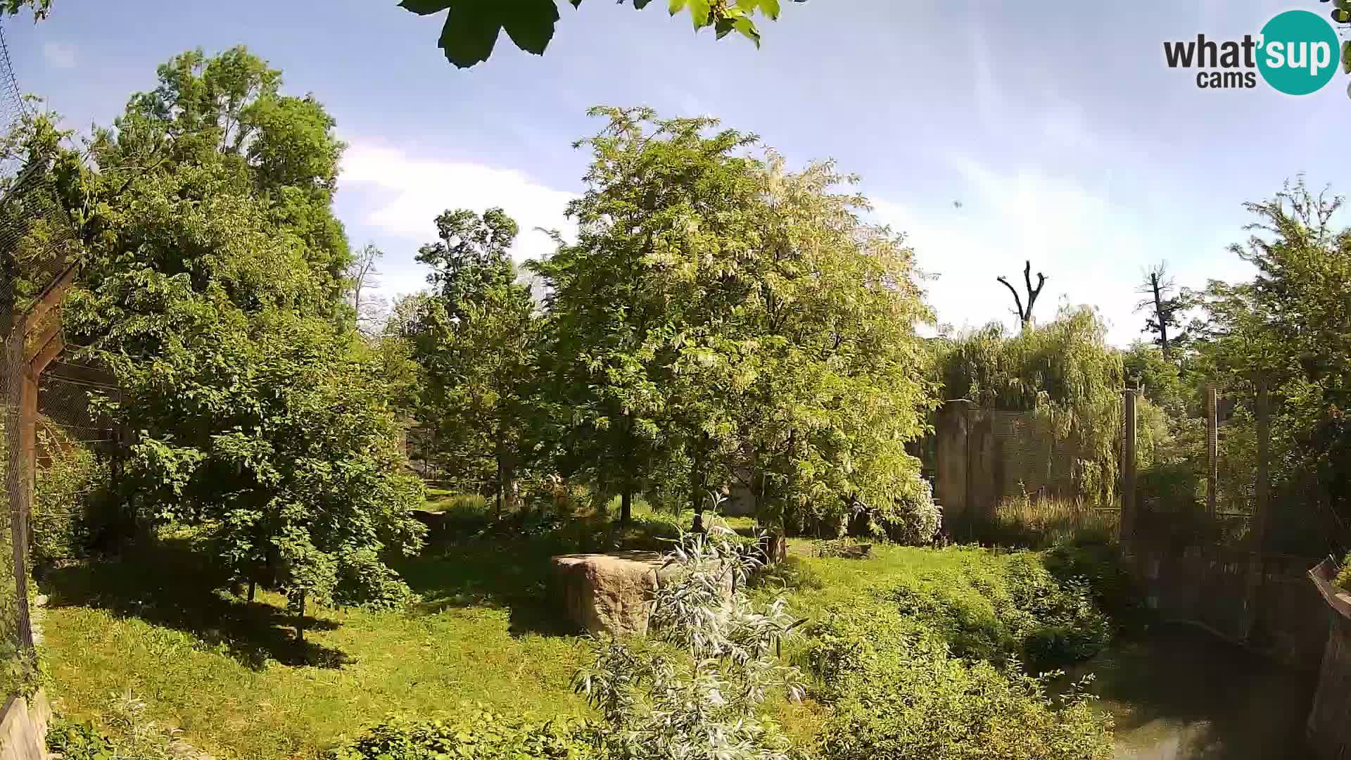 Zoo Zagreb – Lion