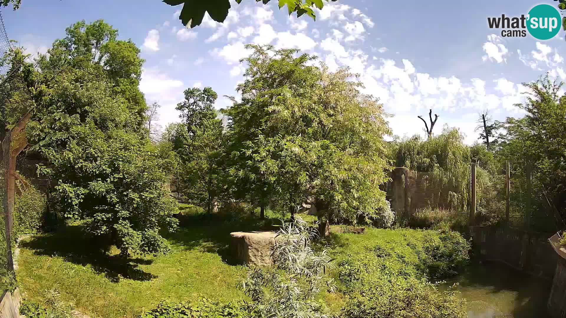 Zoo Zagreb – Lion