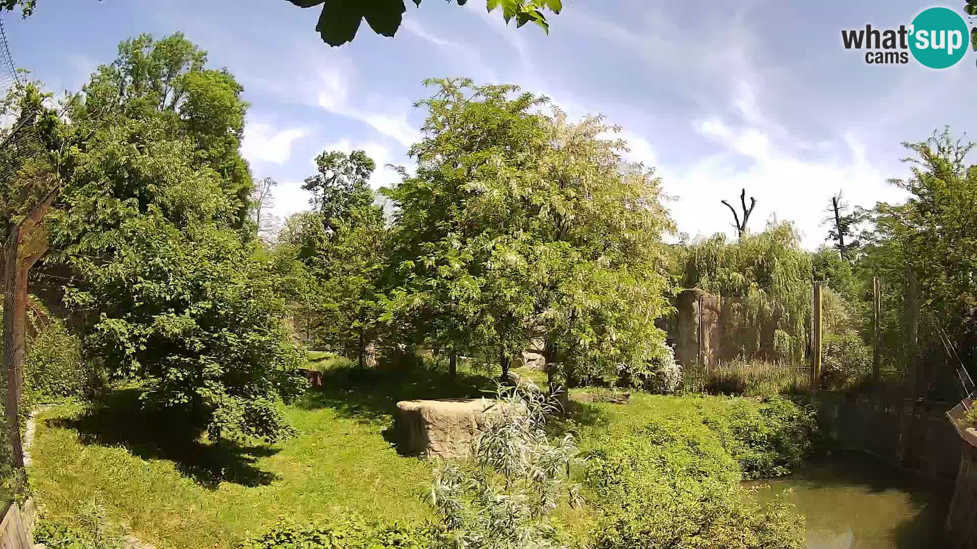 Zoo Zagreb – Löwen