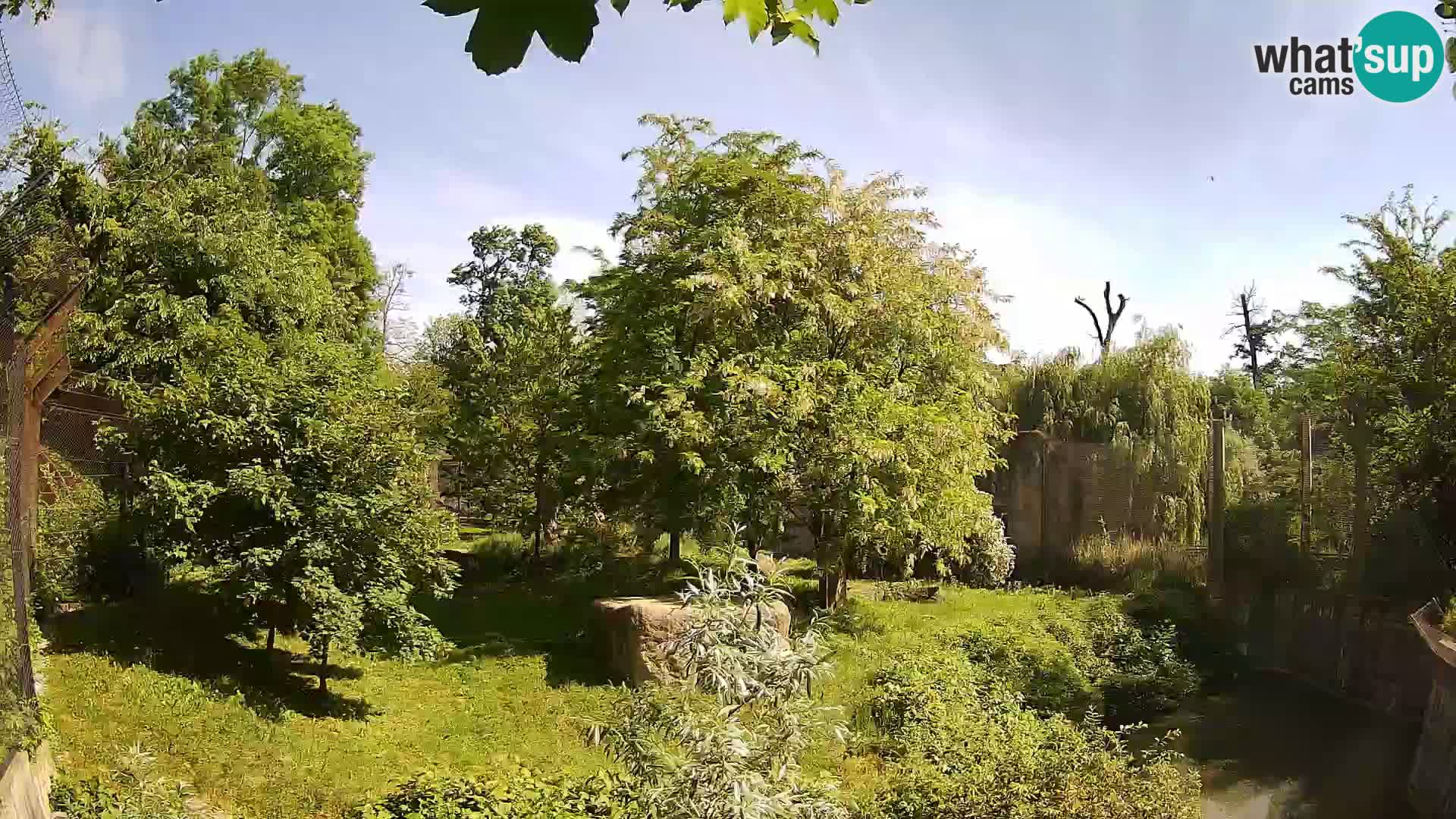 Zoo Zagreb – Lavovi