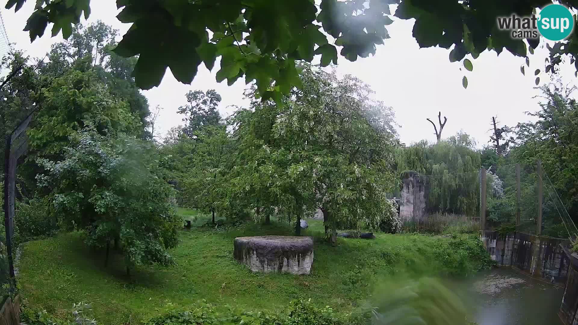 Zoo Zagreb – Leones