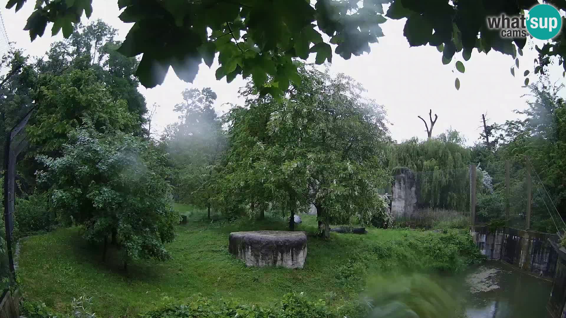 Zoo Zagreb – Lavovi