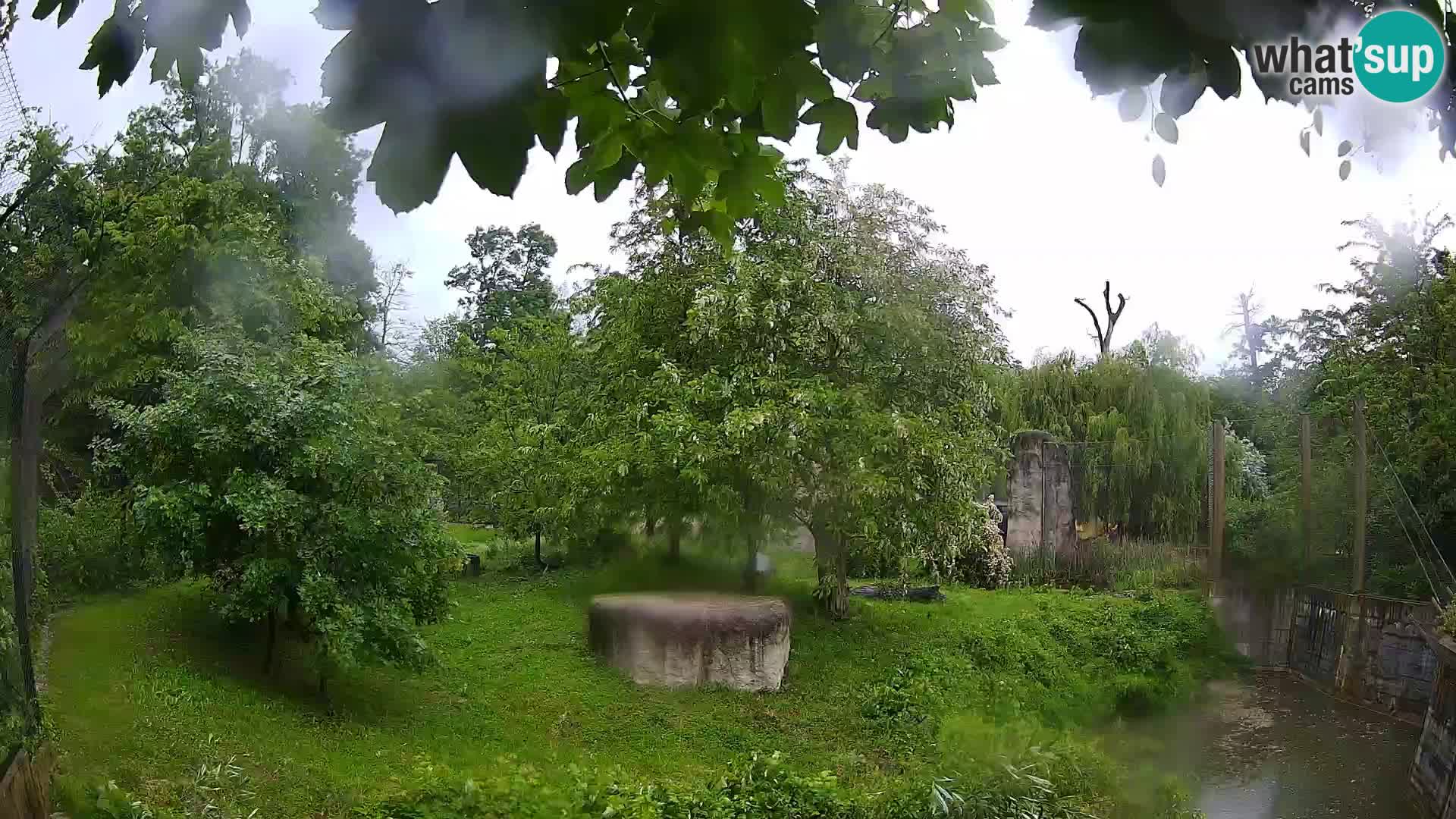 Zoo Zagreb – Lion