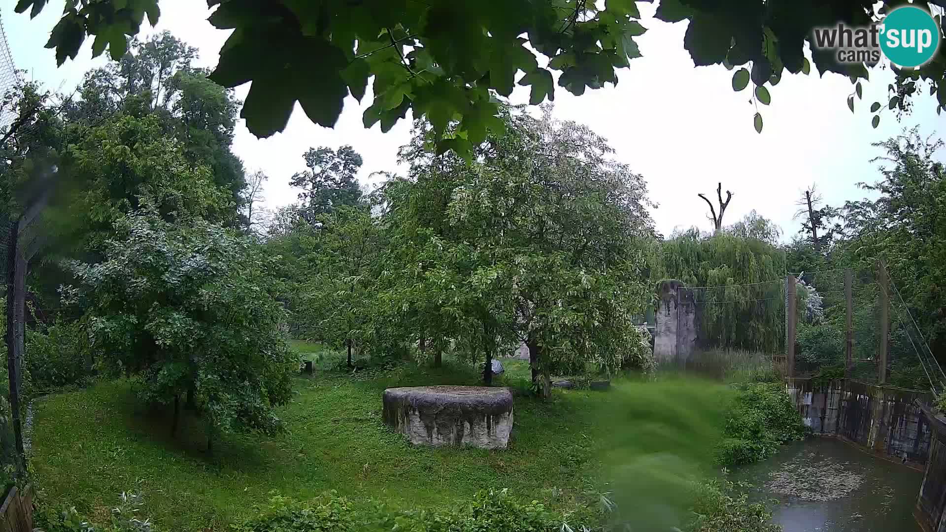Zoo Zagreb – Lion
