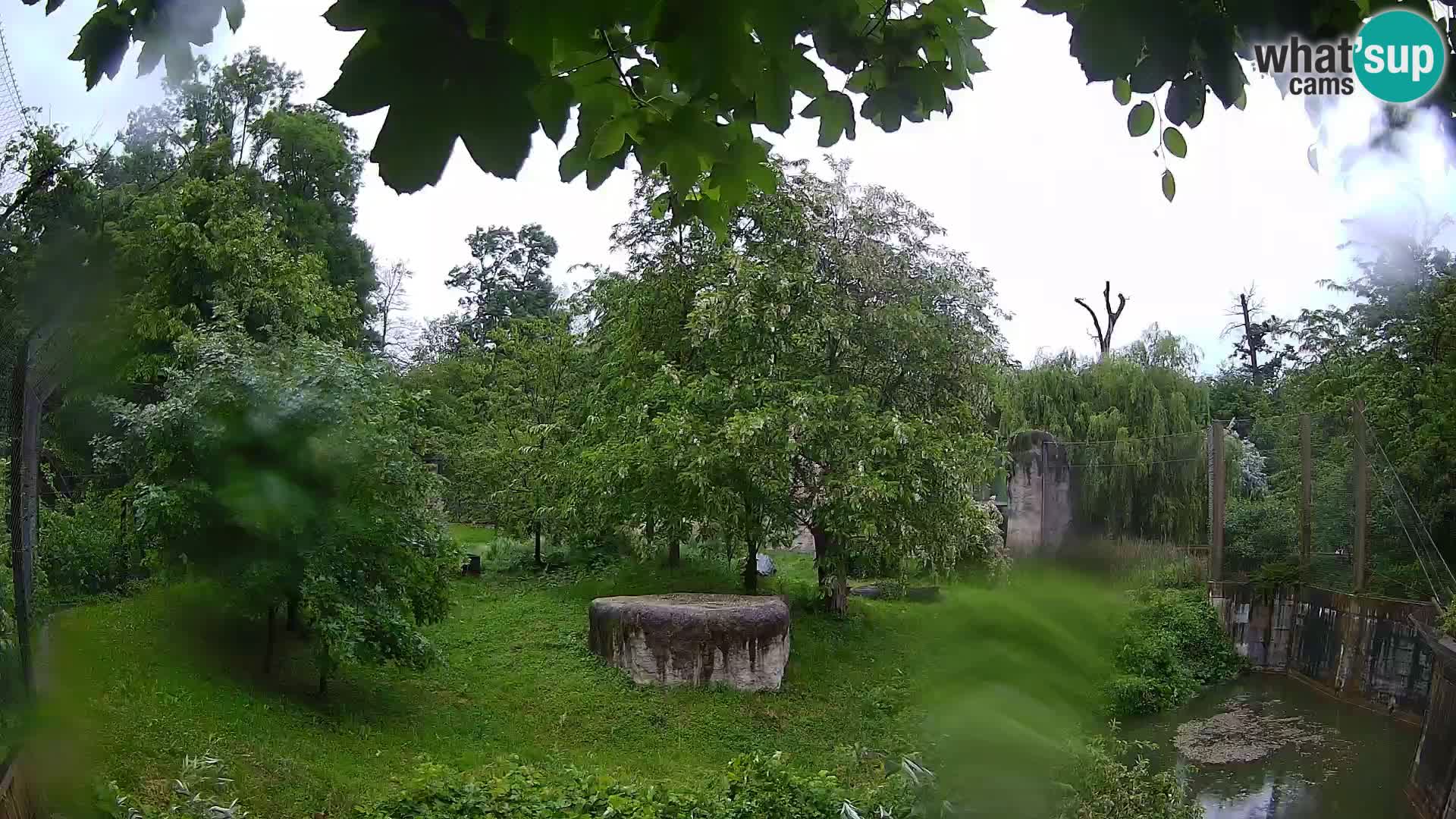 Zoo Zagreb – Lion