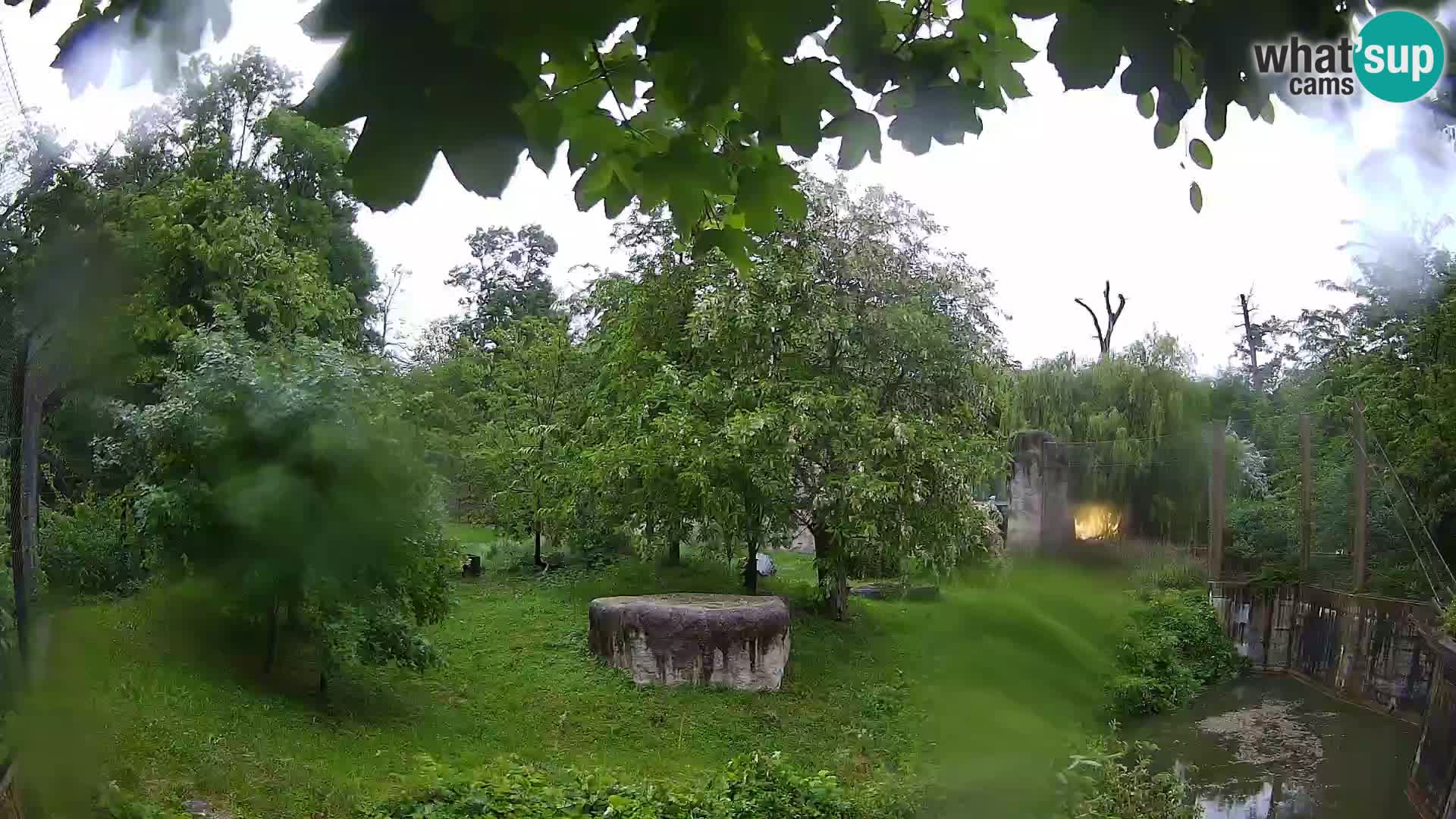 Zoo Zagreb – Lion