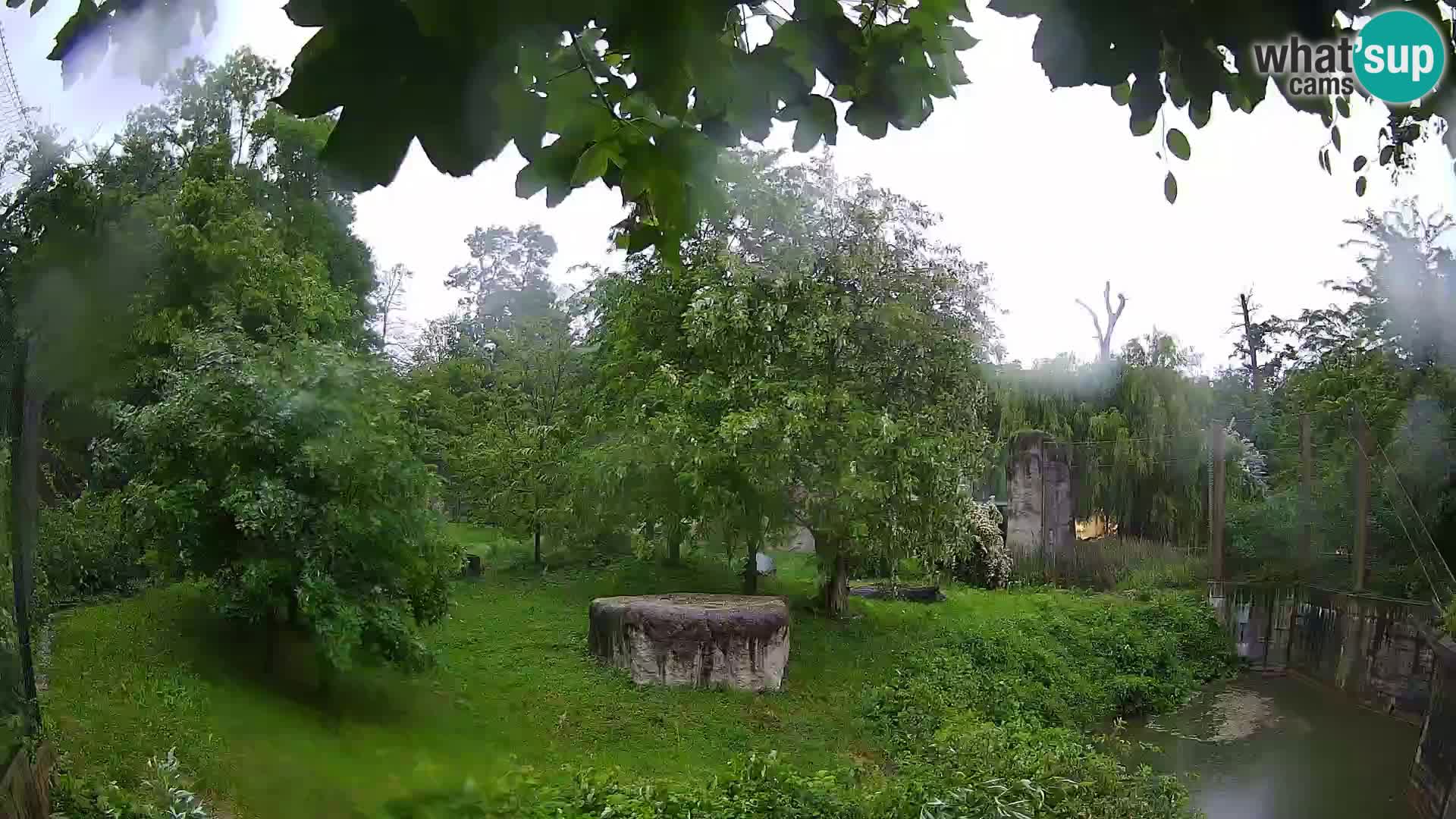Zoo Zagreb – Lavovi