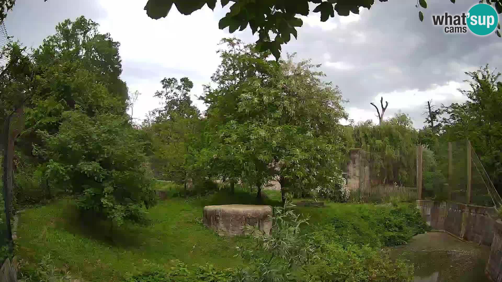 Zoo Zagreb – Lion