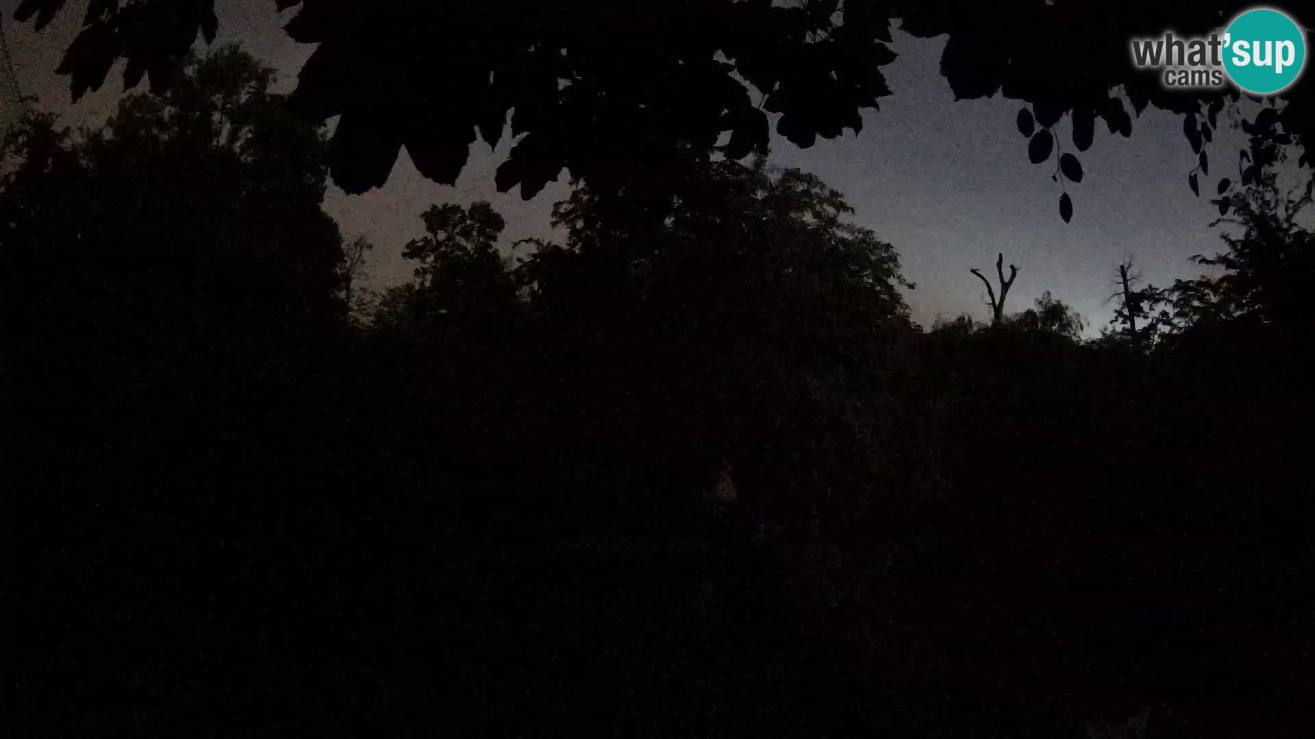 Spletna kamera Zoo Zagreb – Levi